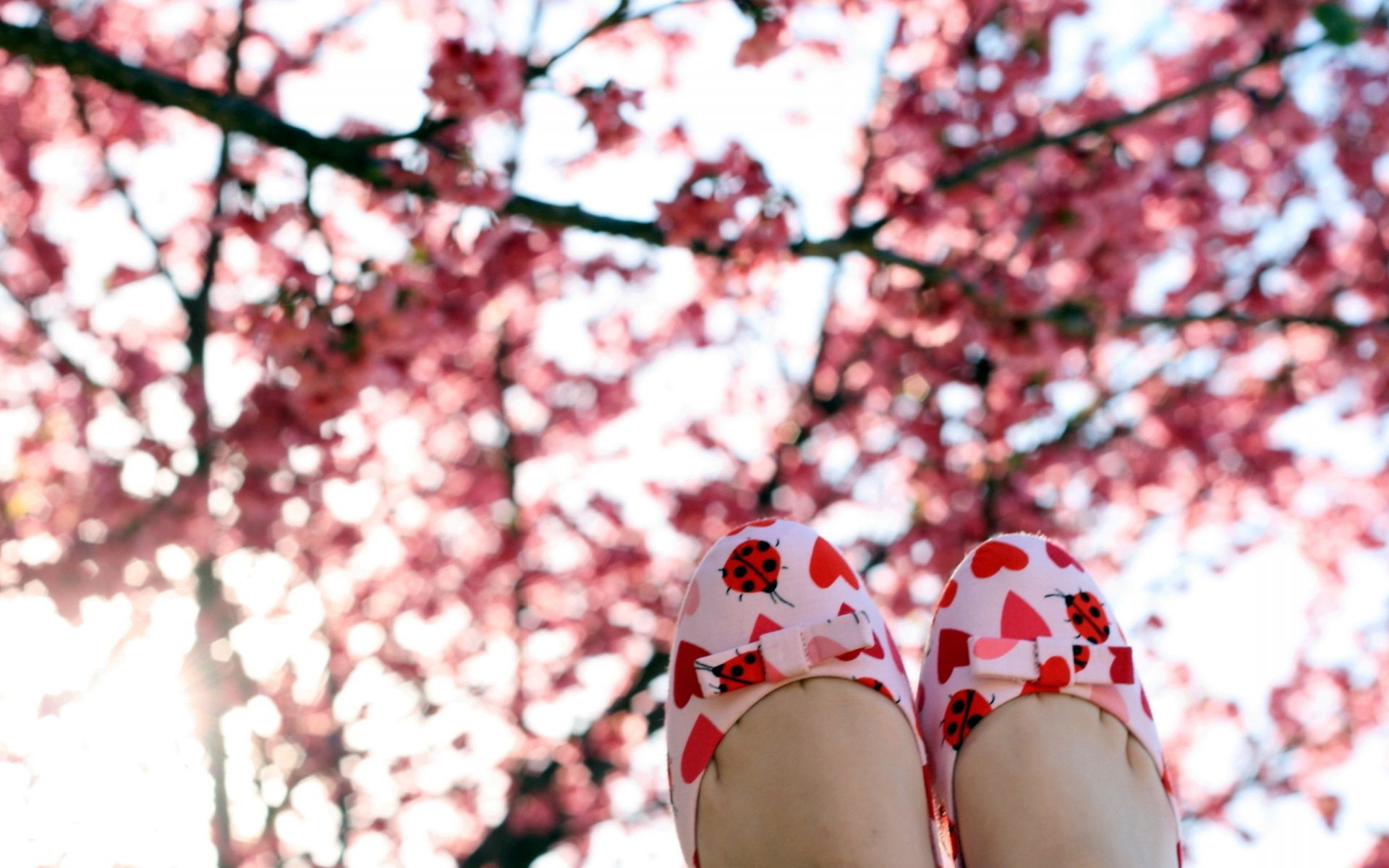 вишня дерево цветок на открытом воздухе зима сезон природа пейзаж филиал парк