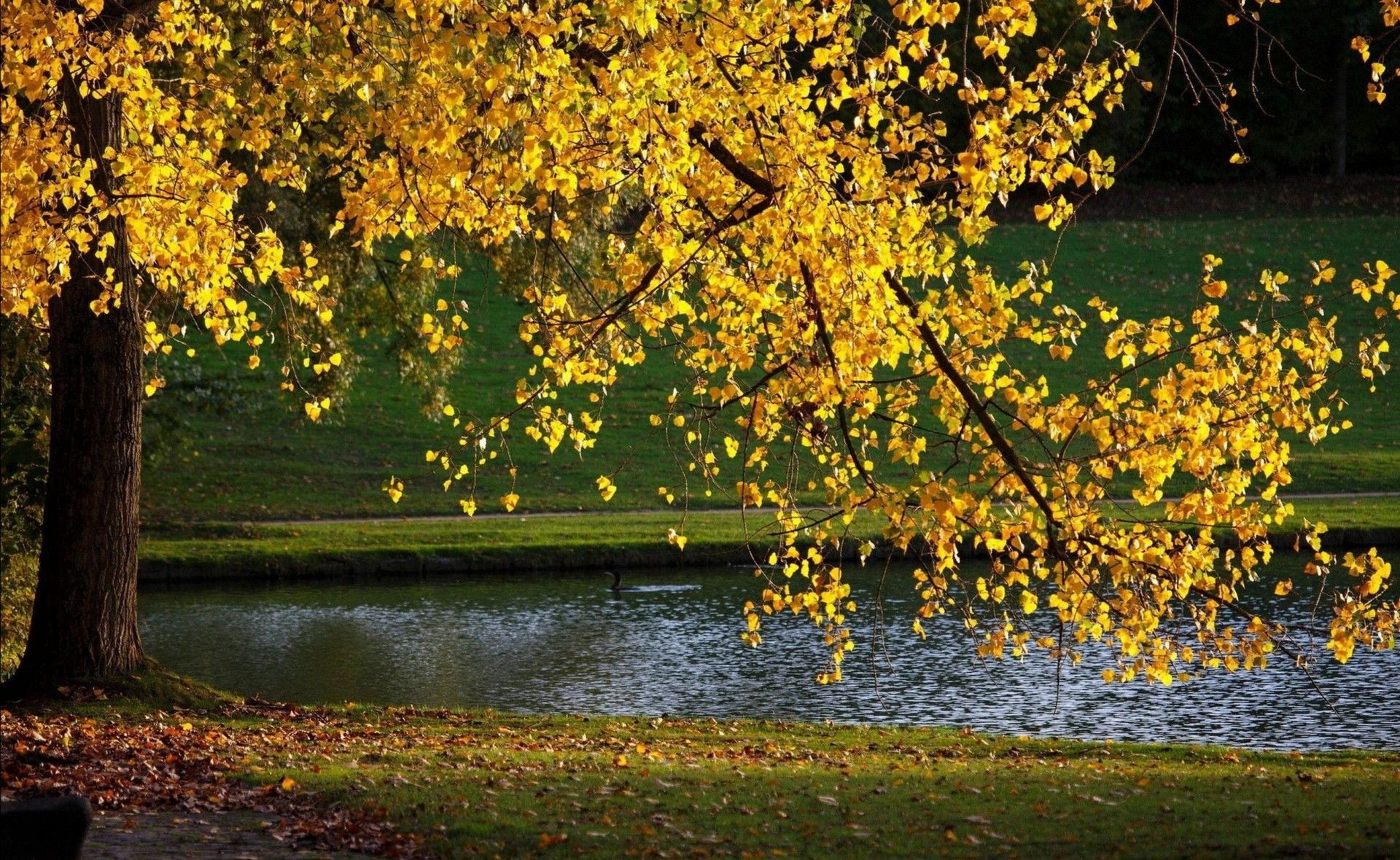 rzeki stawy i strumienie stawy i strumienie jesień liść drzewo drewno natura krajobraz sezon na zewnątrz park sceniczny jezioro klon woda złoto dobra pogoda oddział rzeka krajobrazy jasny