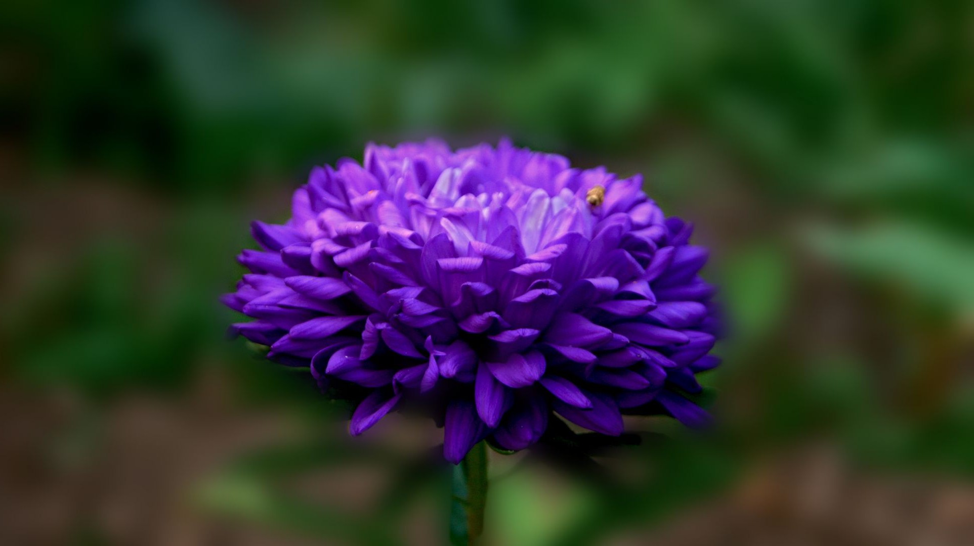 flowers flower nature flora garden petal leaf blooming summer floral color close-up bright beautiful