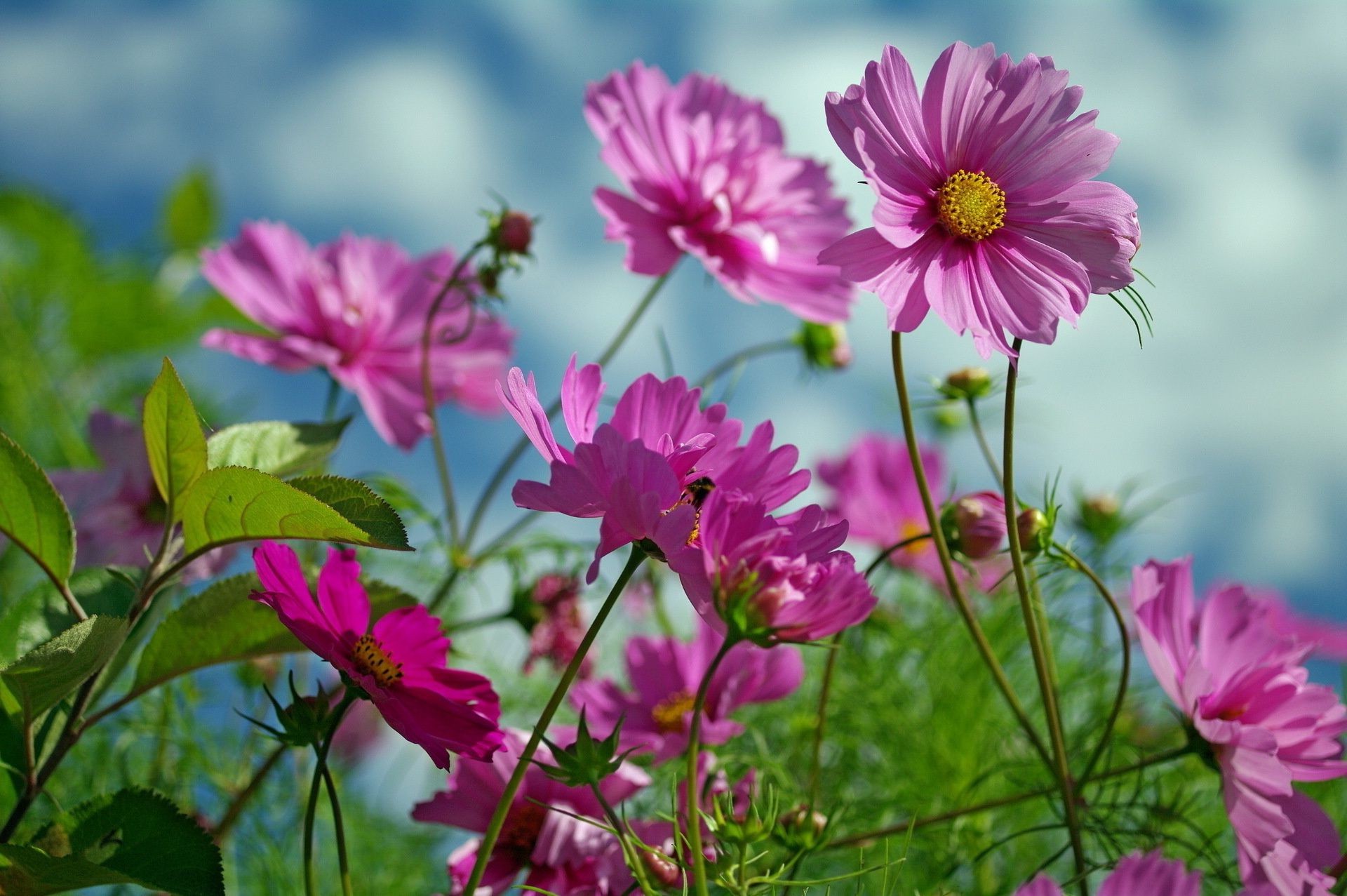 fiori natura fiore estate flora giardino foglia crescita fioritura petalo campo luminoso erba all aperto fieno bel tempo floreale colore primo piano sole