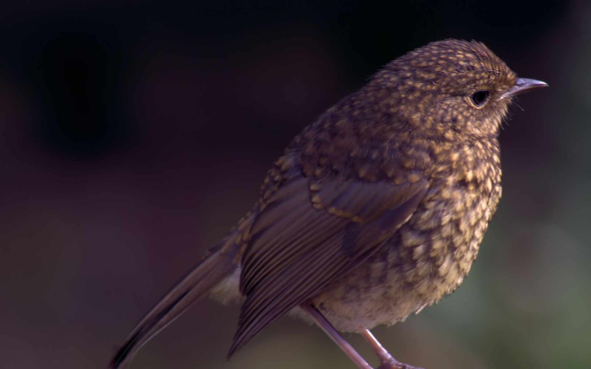 ptaki ptak dzika przyroda natura na zewnątrz avian zwierzę pióro śpiewak dziób