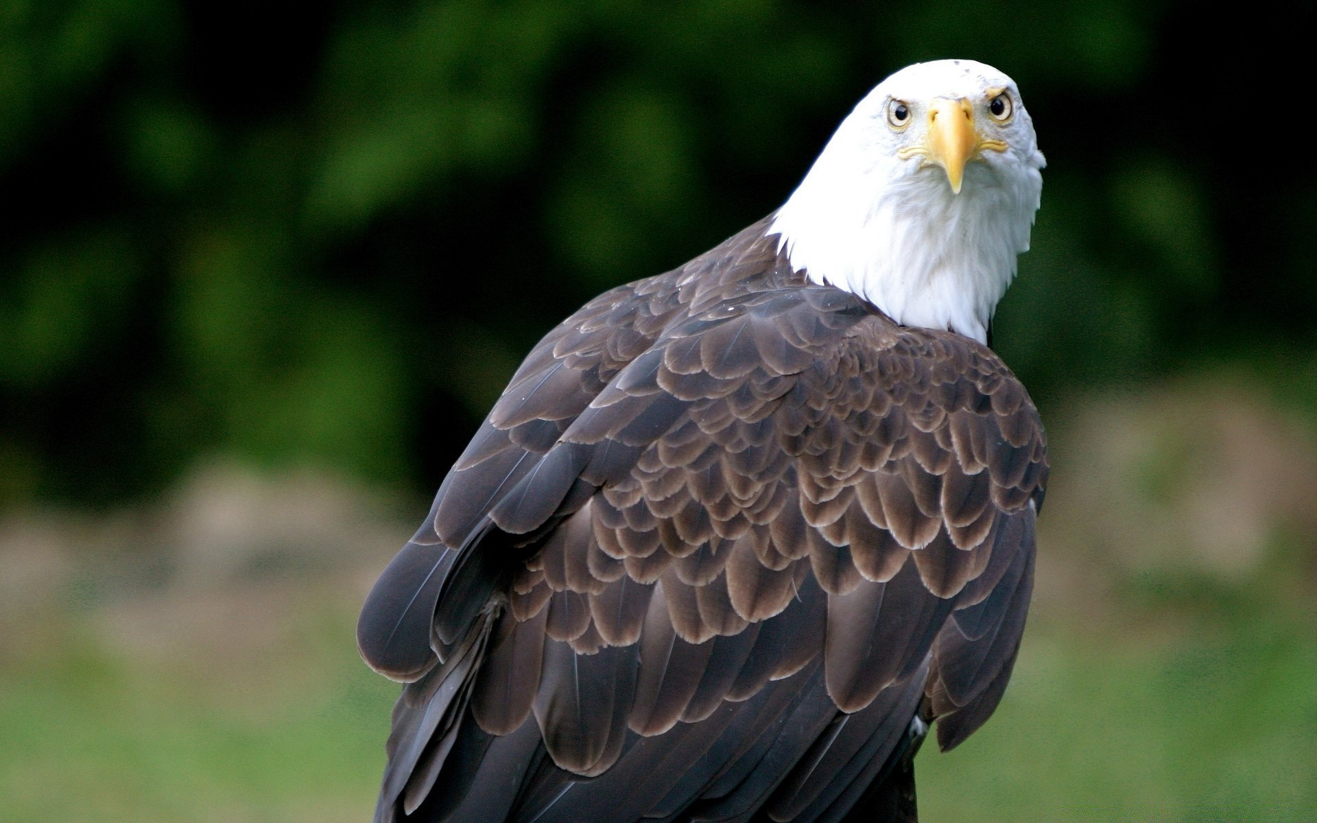 águia pássaro natureza vida selvagem raptor ao ar livre animal bico selvagem asa pena careca