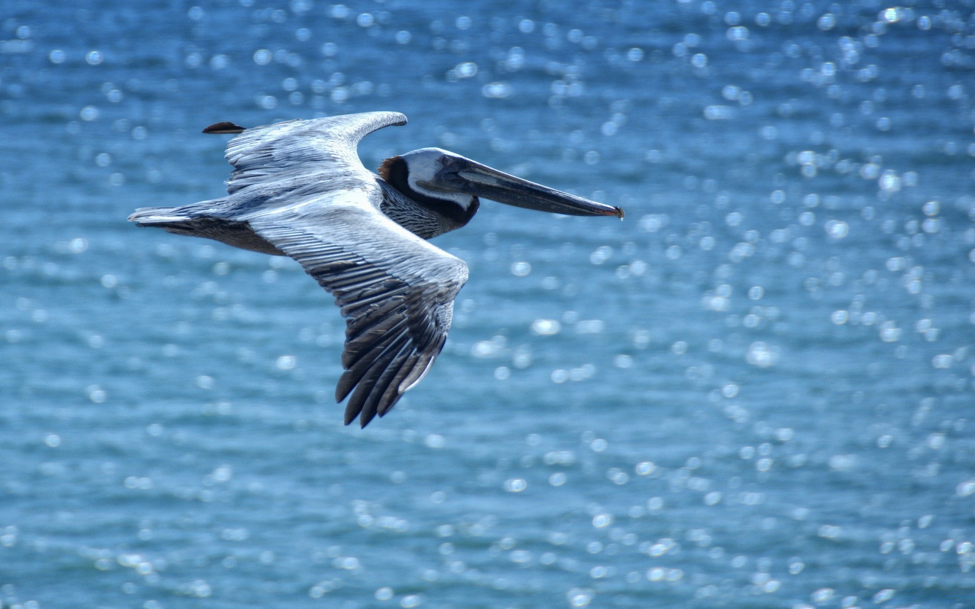 birds bird water wildlife nature animal sea beak seagulls ocean outdoors feather wild flight pelican lake seabird