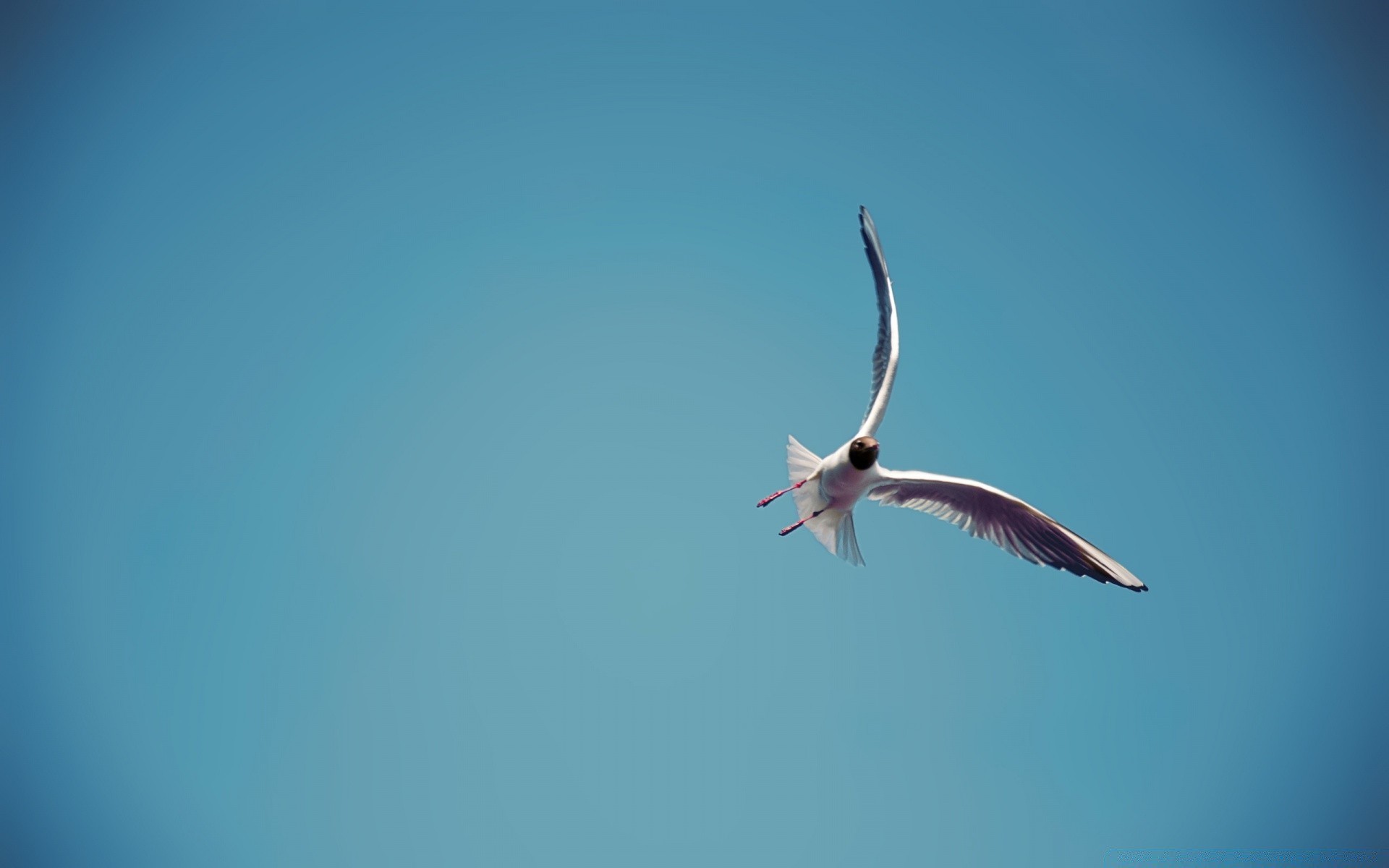 gabbiano uccello cielo volo natura fauna selvatica all aperto gabbiani vento