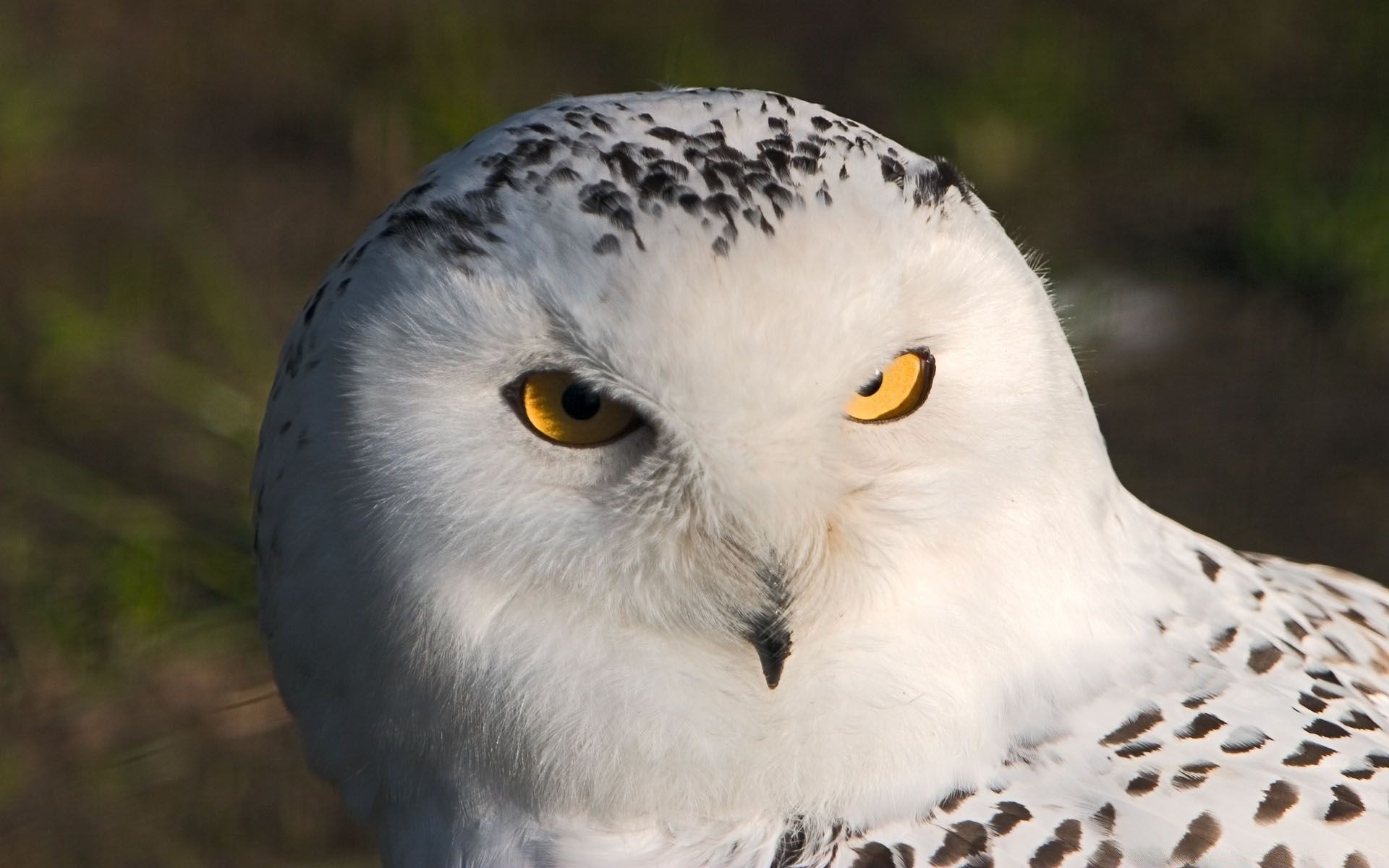 sowa ptak przyroda raptor natura dziób zdobycz pióro zwierzę na zewnątrz portret oko dziki światło dzienne avian orzeł