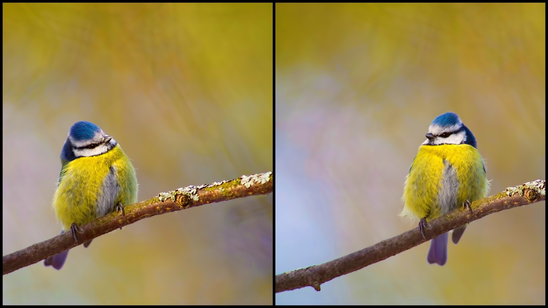 oiseaux oiseau faune animal nature plume bec avian sauvage aile chant ornithologie couleur observation des oiseaux à l extérieur voler tropical petit parc gros plan vol