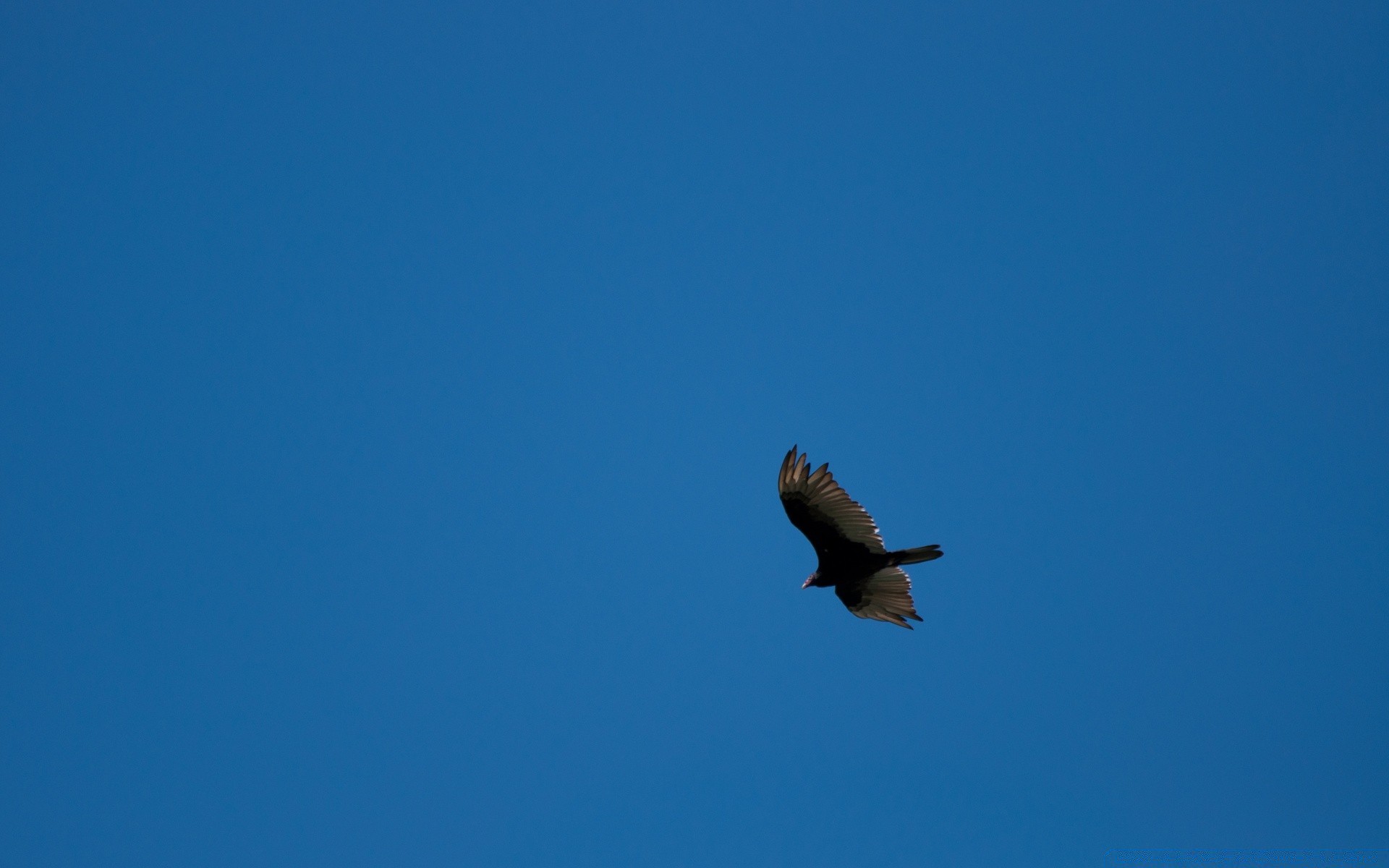 aves pájaro cielo vuelo al aire libre vida silvestre naturaleza libertad raptor cielo azul cometa luz del día