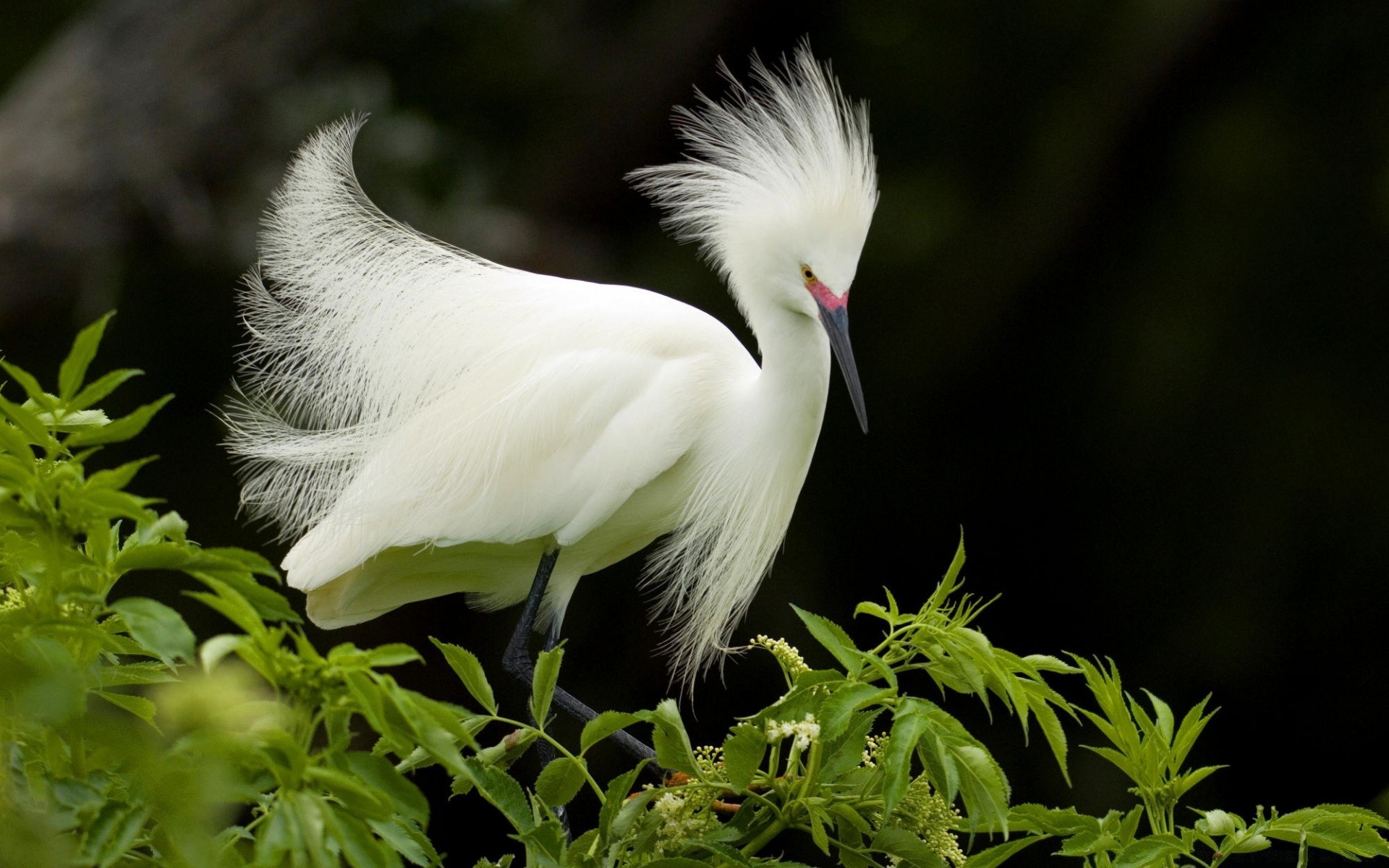 birds bird nature wildlife animal wild feather outdoors