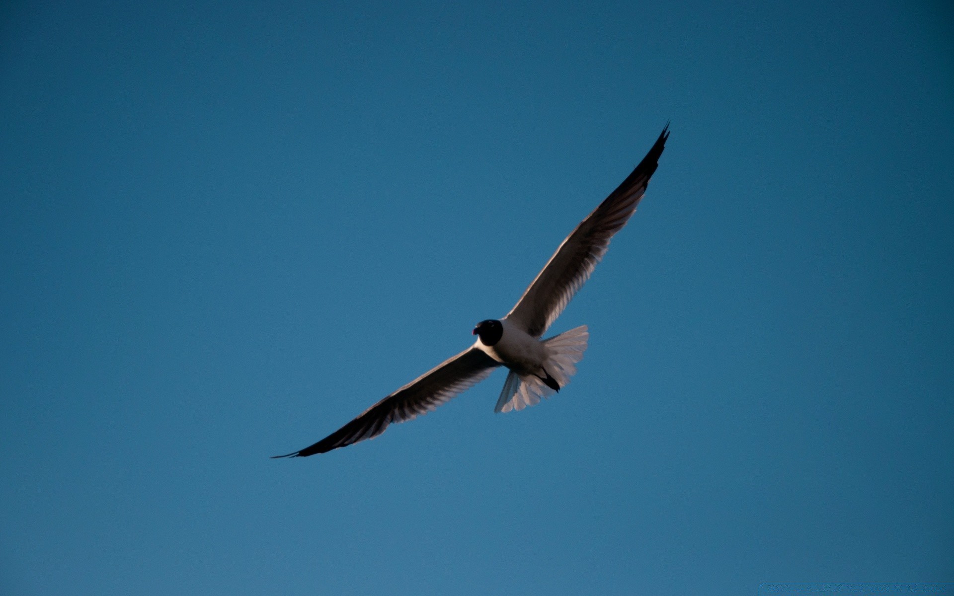 gaviota pájaro vuelo gaviotas volar cielo vida silvestre naturaleza libertad ala pluma animal