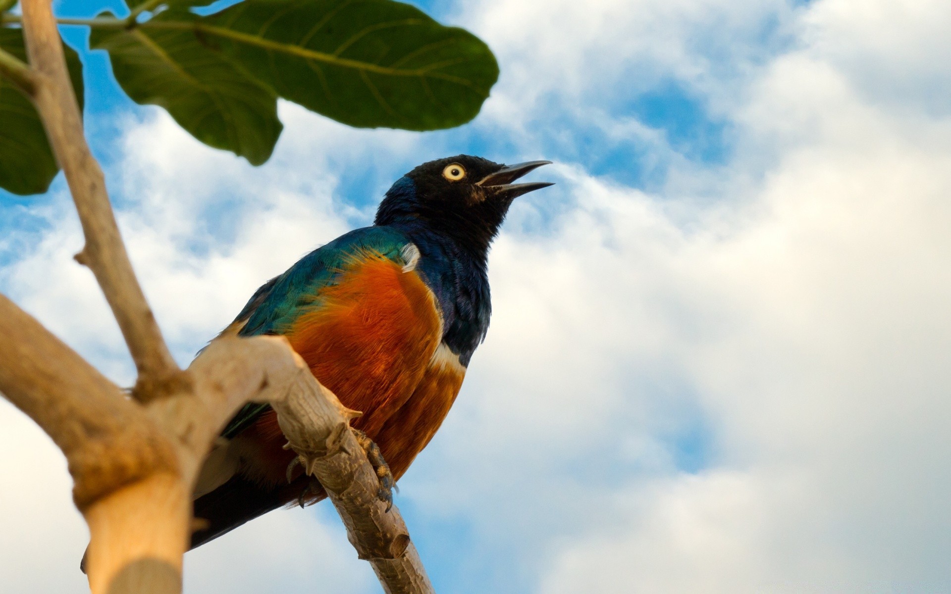 birds bird wildlife nature animal outdoors wild color feather beak tree