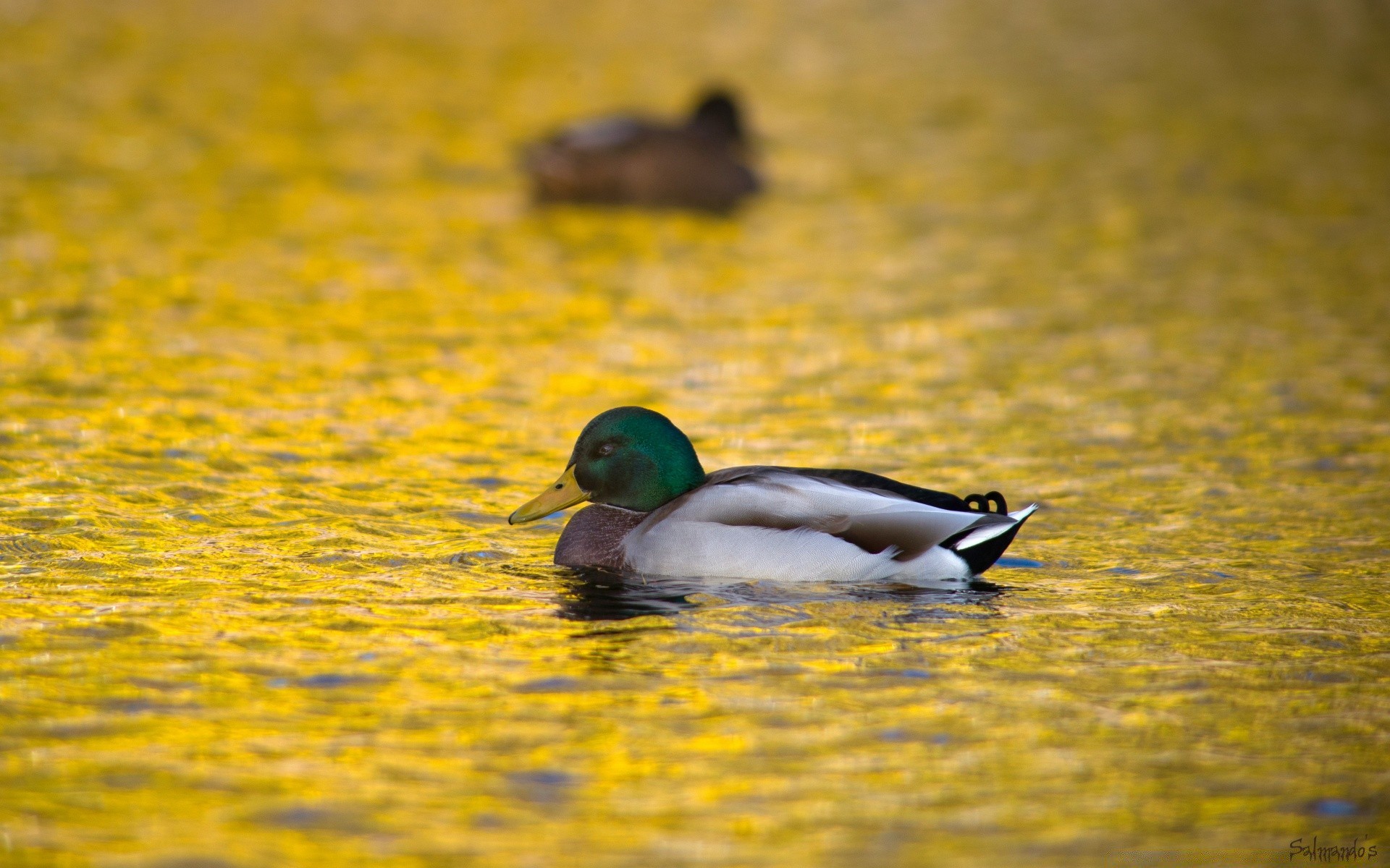 anatra acqua uccello natura lago fauna selvatica sfocatura piscina all aperto riflessione nuoto uccelli acquatici