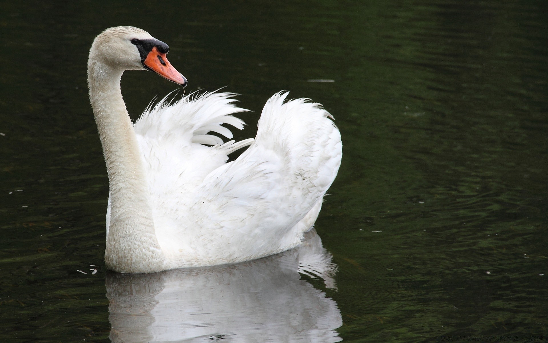 cigni cigno lago acqua uccello piscina anatra riflessione uccelli acquatici fiume uccelli natura fauna selvatica all aperto