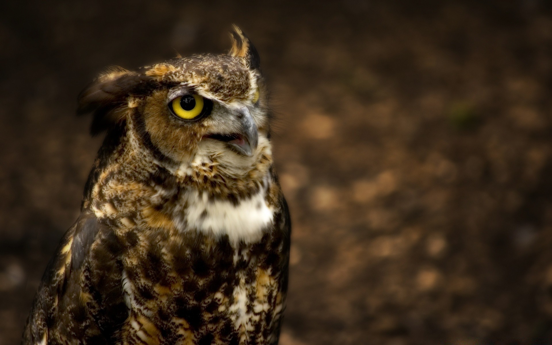 coruja vida selvagem pássaro natureza animal retrato ao ar livre raptor selvagem olho pena bico