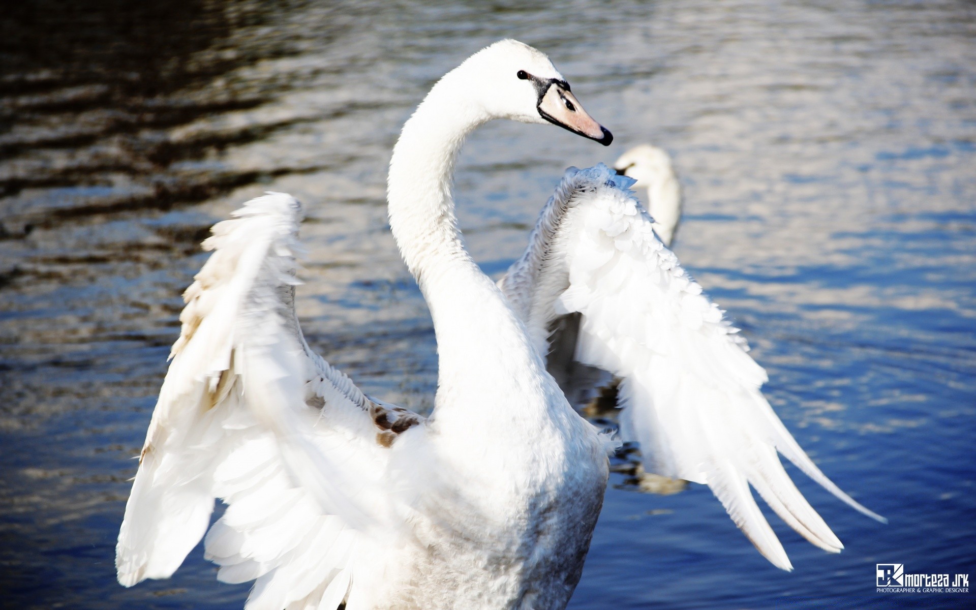 łabędzie ptak łabędź natura pióro wody dzikie na zewnątrz dziób zwierzęcy jezioro ptactwo wodne skrzydło ptaka