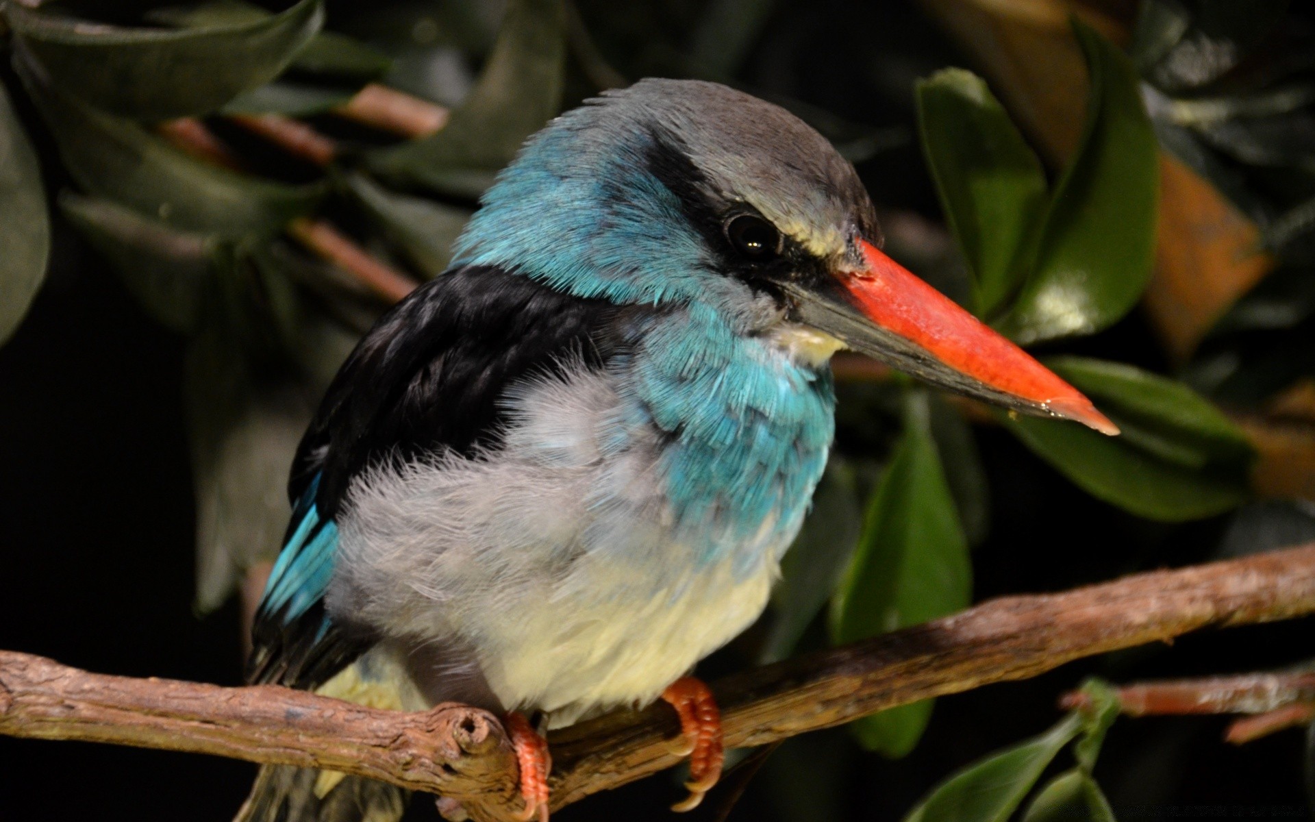 aves aves vida silvestre pico animal aviador salvaje naturaleza pluma ala ornitología zoológico volar exóticos