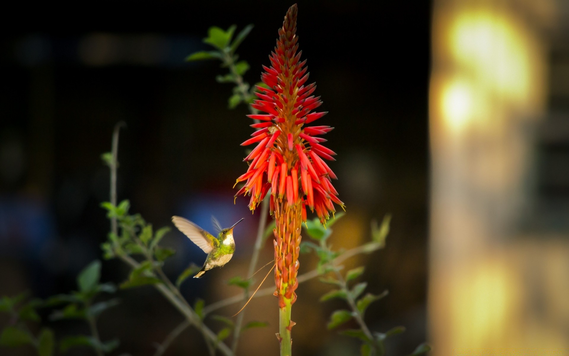 oiseaux nature fleur feuille flore jardin à l extérieur été flou beau temps