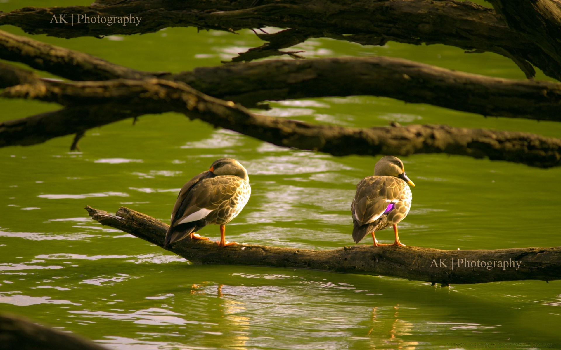 uccelli uccello acqua piscina fauna selvatica lago natura selvaggio animale fiume all aperto riflessione