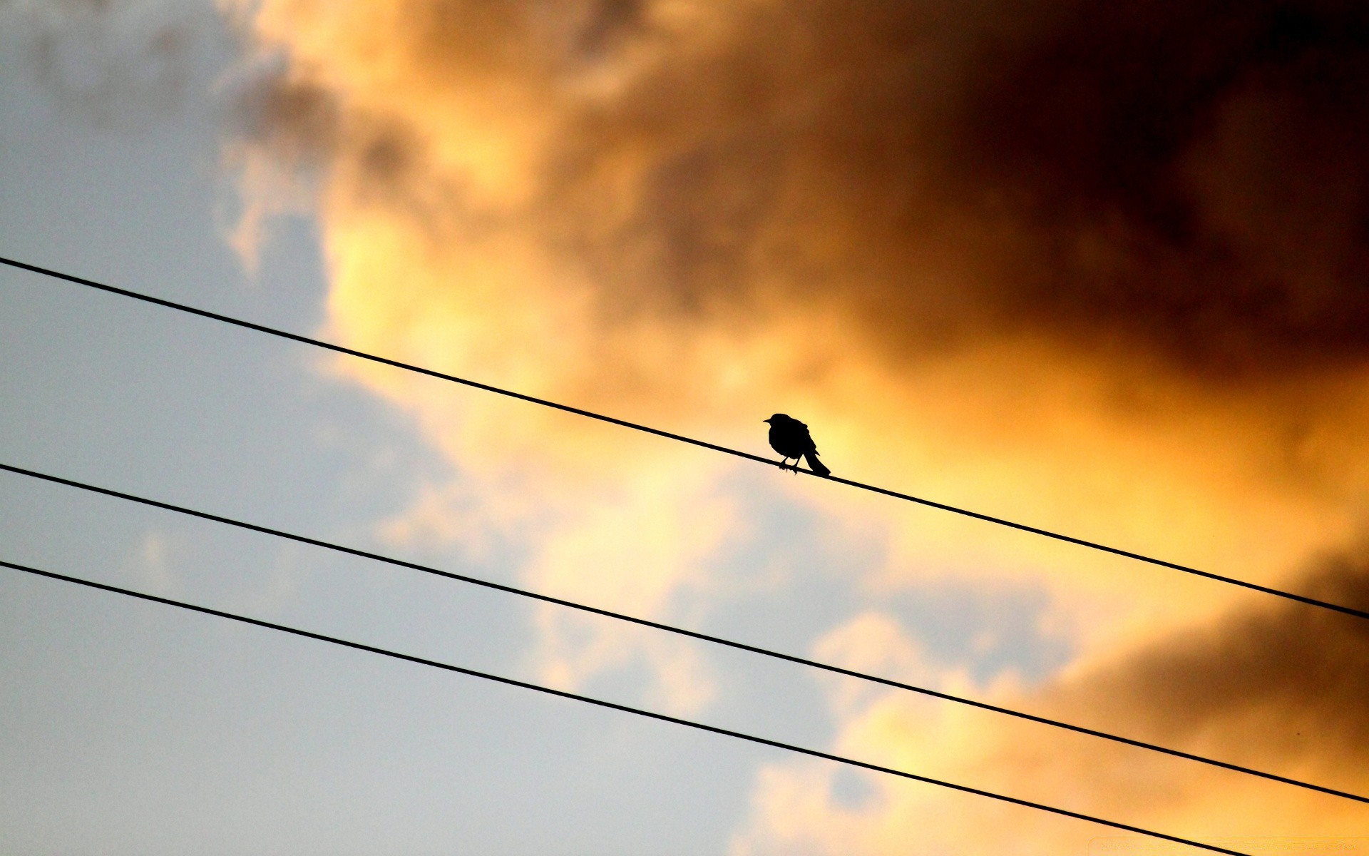 birds sky high light sunset wire sun electricity power color bright danger landscape