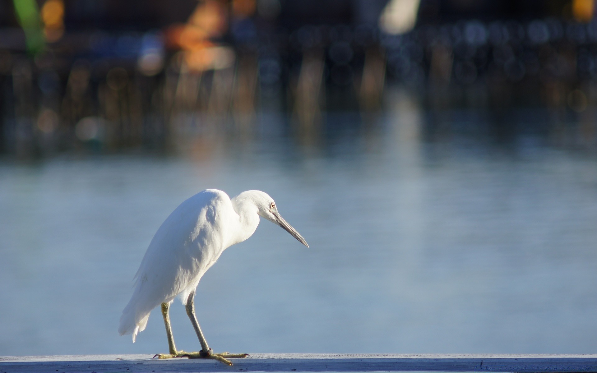 aves água pássaro lago vida selvagem natureza ao ar livre gerona