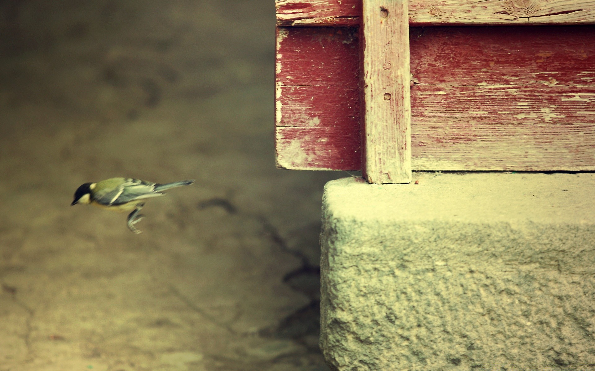 oiseaux rétro bureau vieux sale