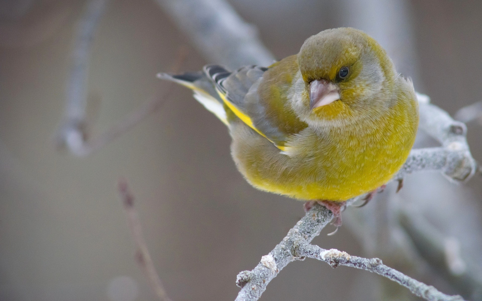 vögel vogel natur tierwelt unschärfe im freien