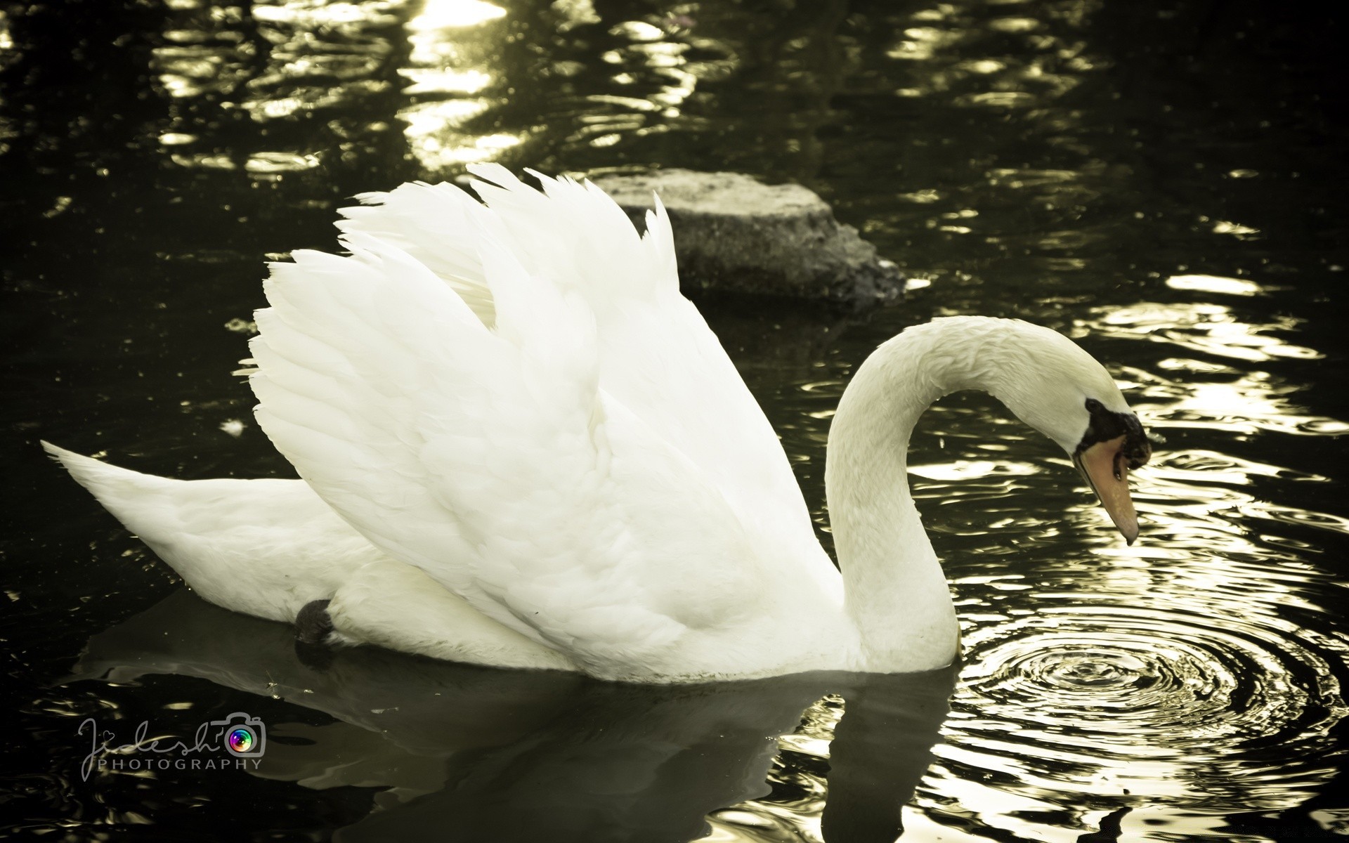 cisnes cisne pássaro água lago piscina natureza água pato reflexão vida selvagem natação ganso ao ar livre pena aves rio limpeza um