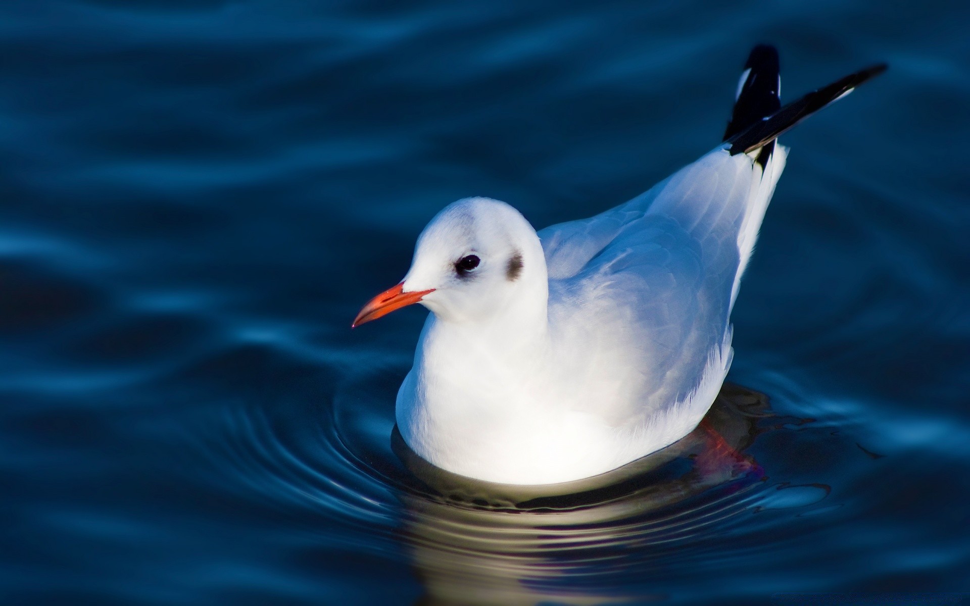 vögel vogel wasser möwen meer