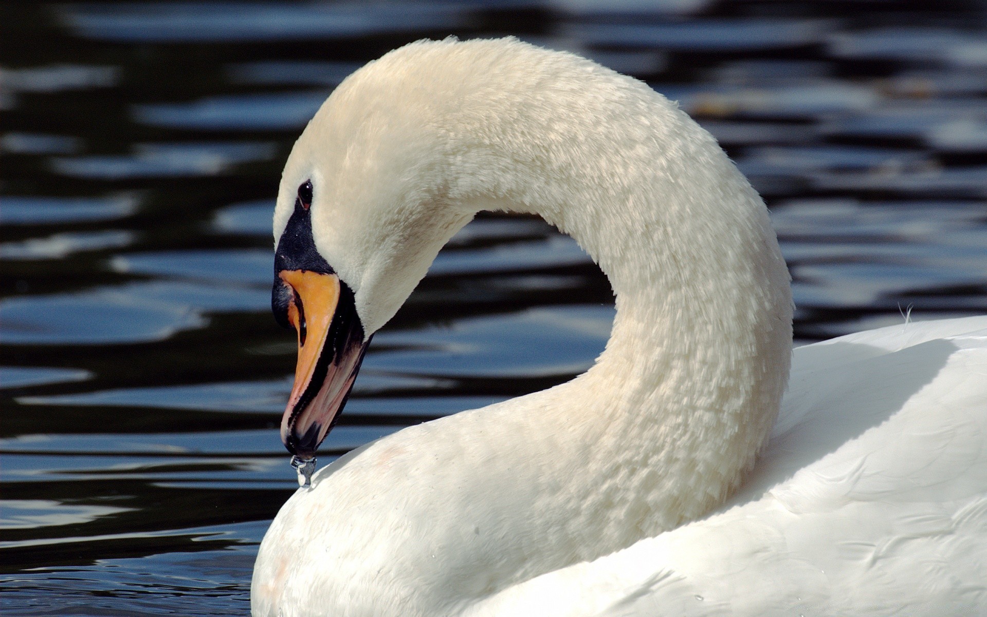 cisnes cisne pájaro agua lago naturaleza vida silvestre invierno piscina reflexión río pato nieve aves acuáticas natación hielo al aire libre animal