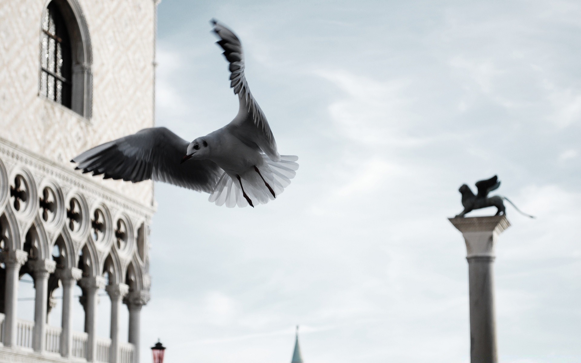 gaviota arquitectura cielo pájaro al aire libre viajes ciudad paloma hogar religión calle