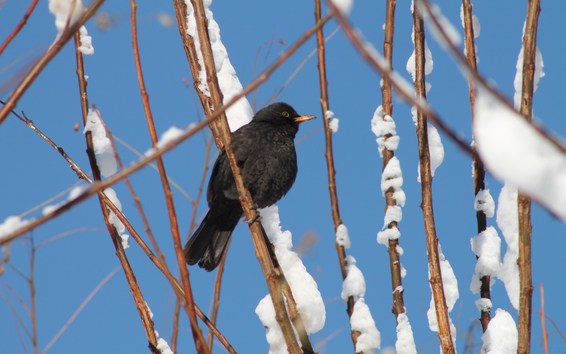 birds bird wildlife nature outdoors winter