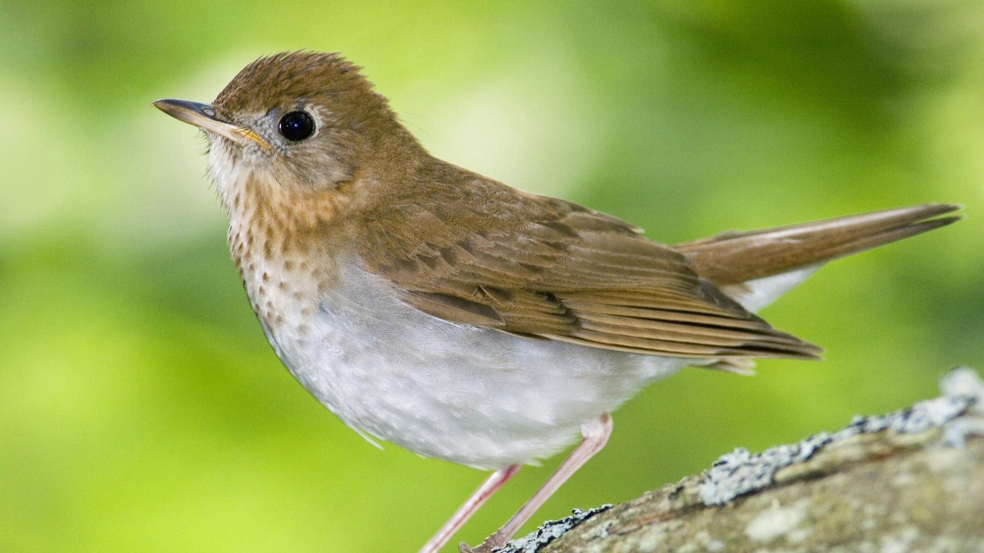 kuşlar kuş yaban hayatı doğa açık havada avian hayvan küçük vahşi şarkıcı gaga ornitoloji kanat kuş gözlemciliği robin