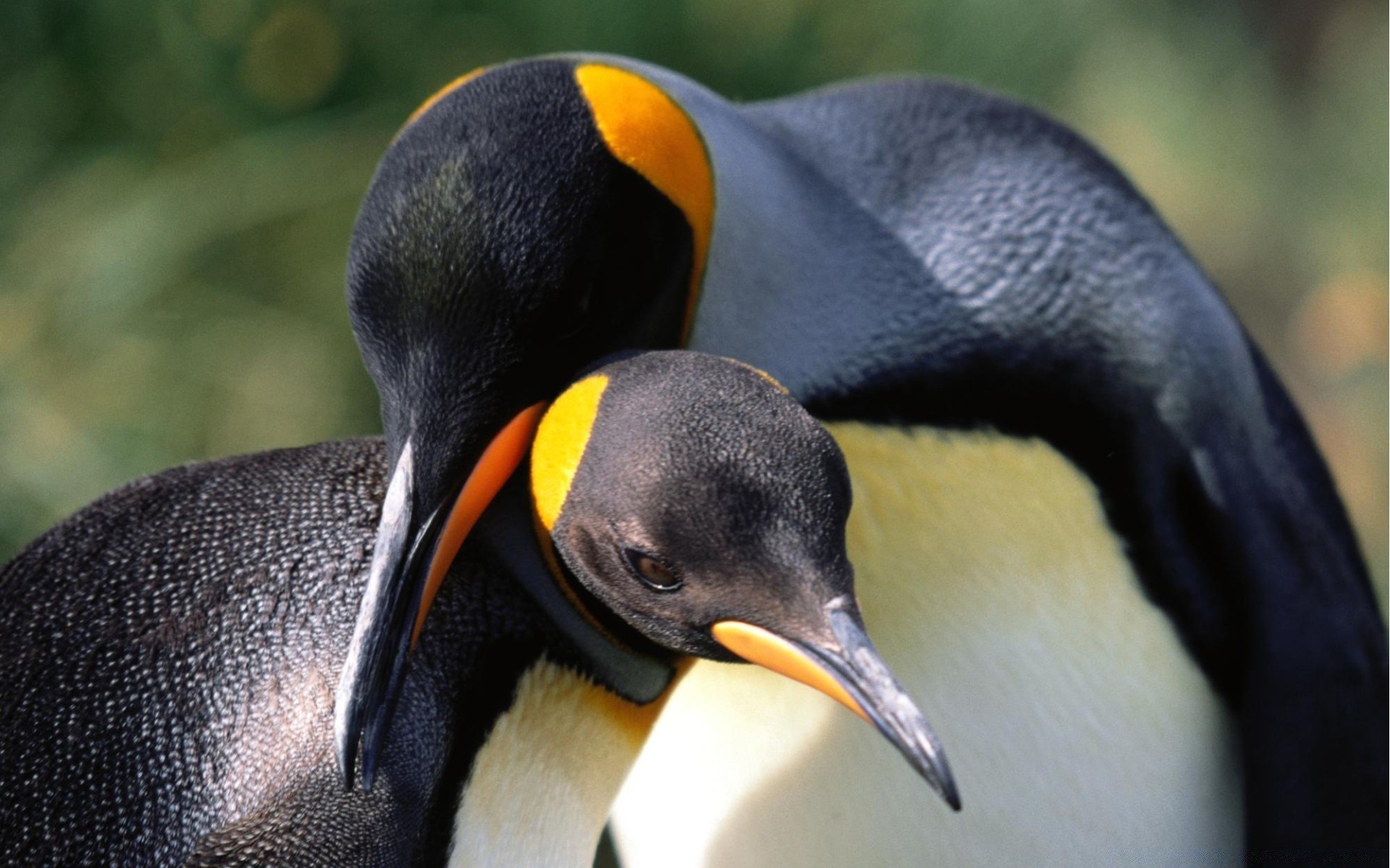 penguen kuş yaban hayatı doğa hayvan vahşi gaga açık havada gün ışığı bir su