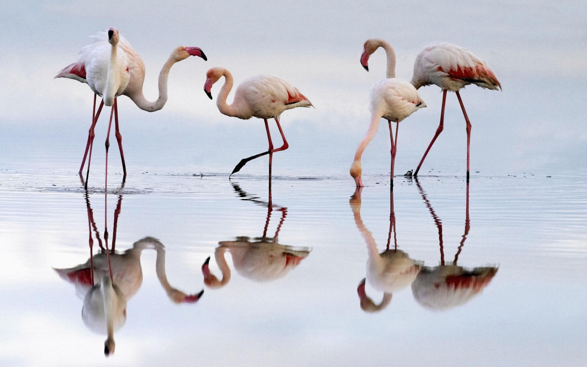 flamingo bird wildlife animal nature wild neck feather beak water stork wing outdoors flight lake