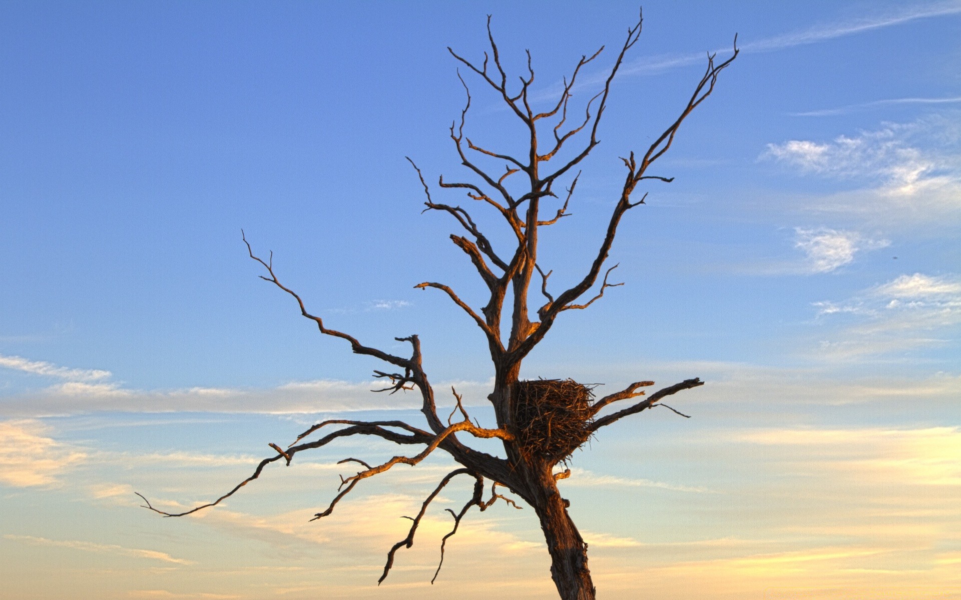 adler landschaft im freien baum himmel natur