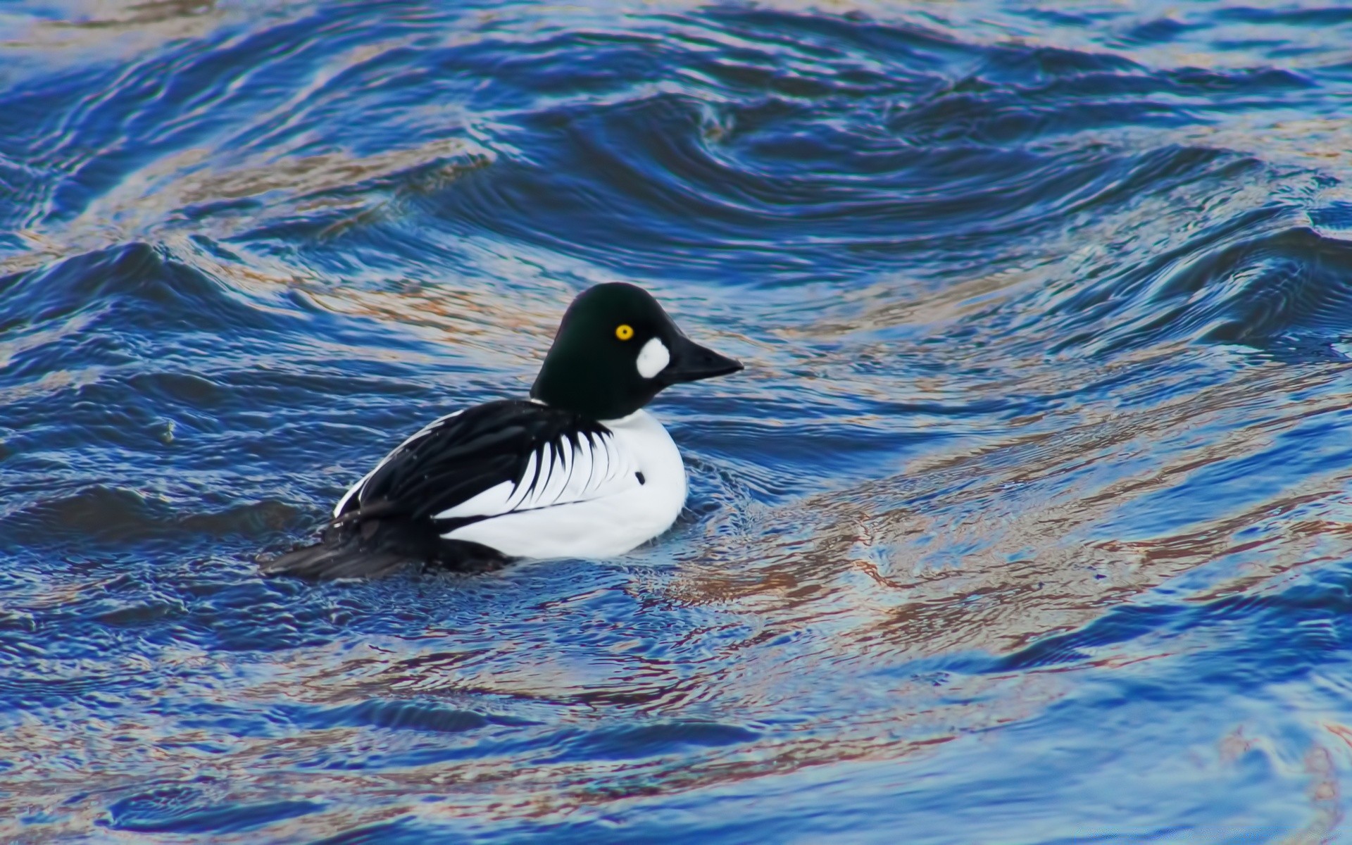 aves acuáticas aves agua pato vida silvestre natación lago piscina al aire libre