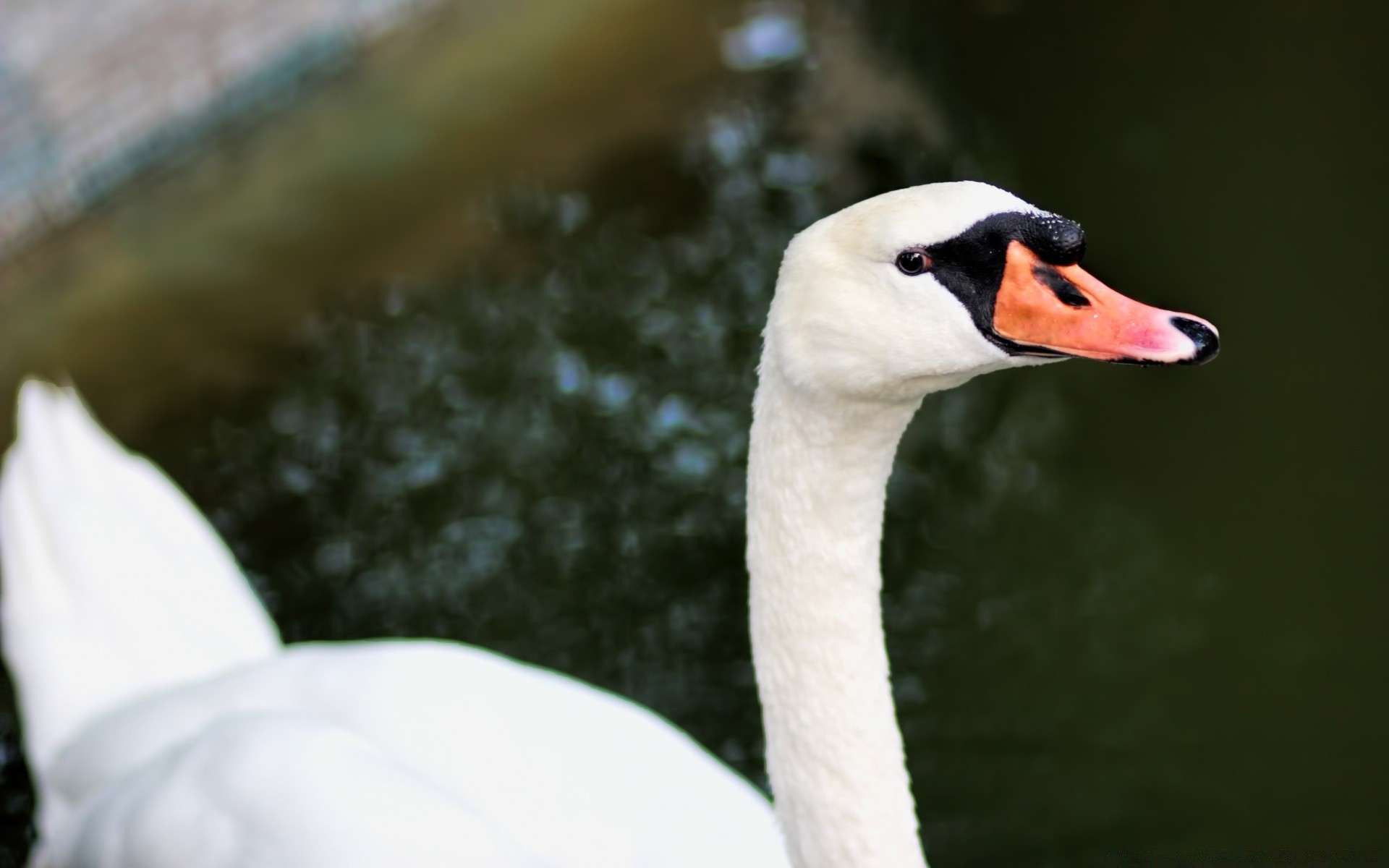 swans nature outdoors bird swan wildlife water one