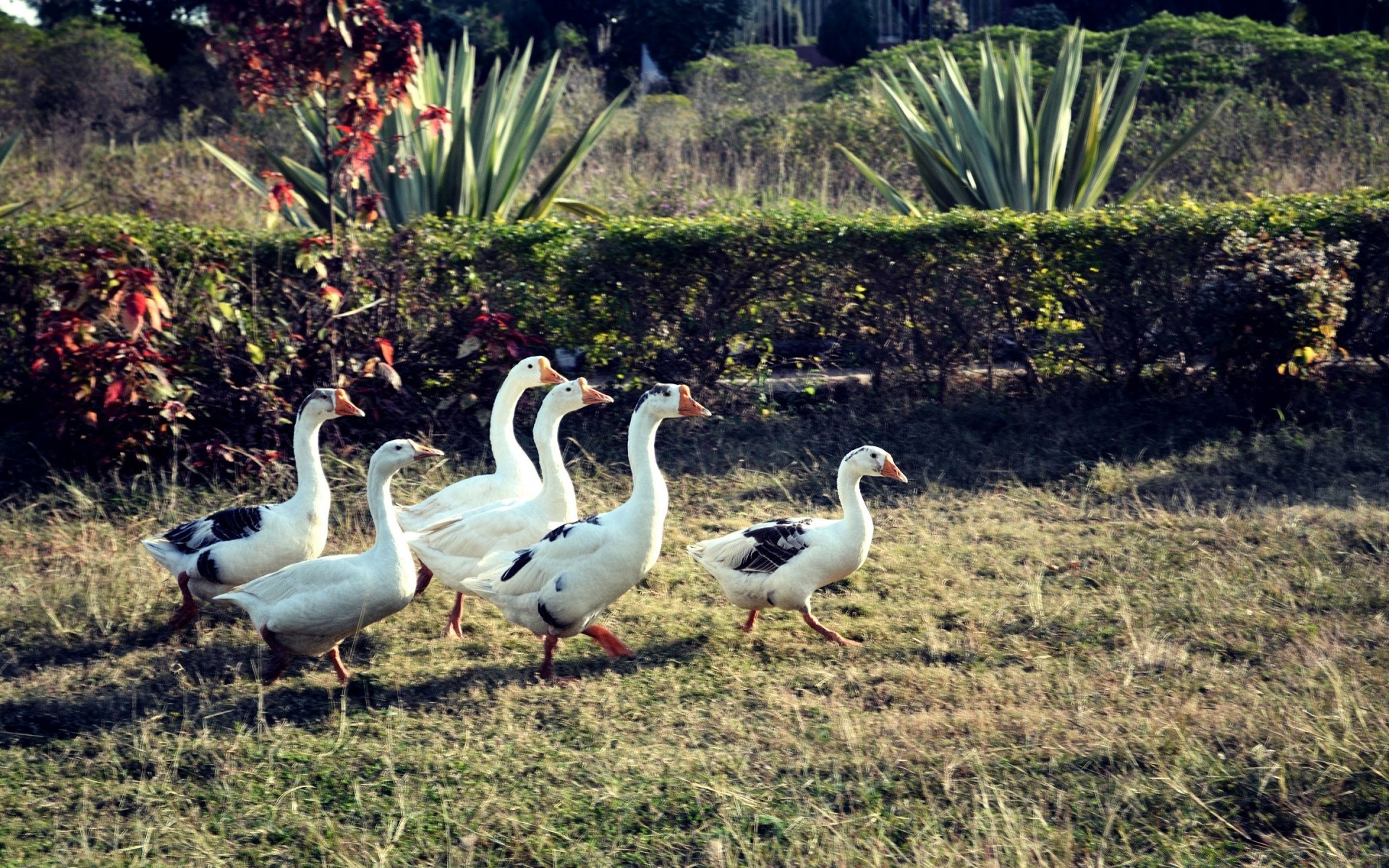 waterfowl bird nature wildlife water outdoors animal grass wild poultry lake park feather pool goose