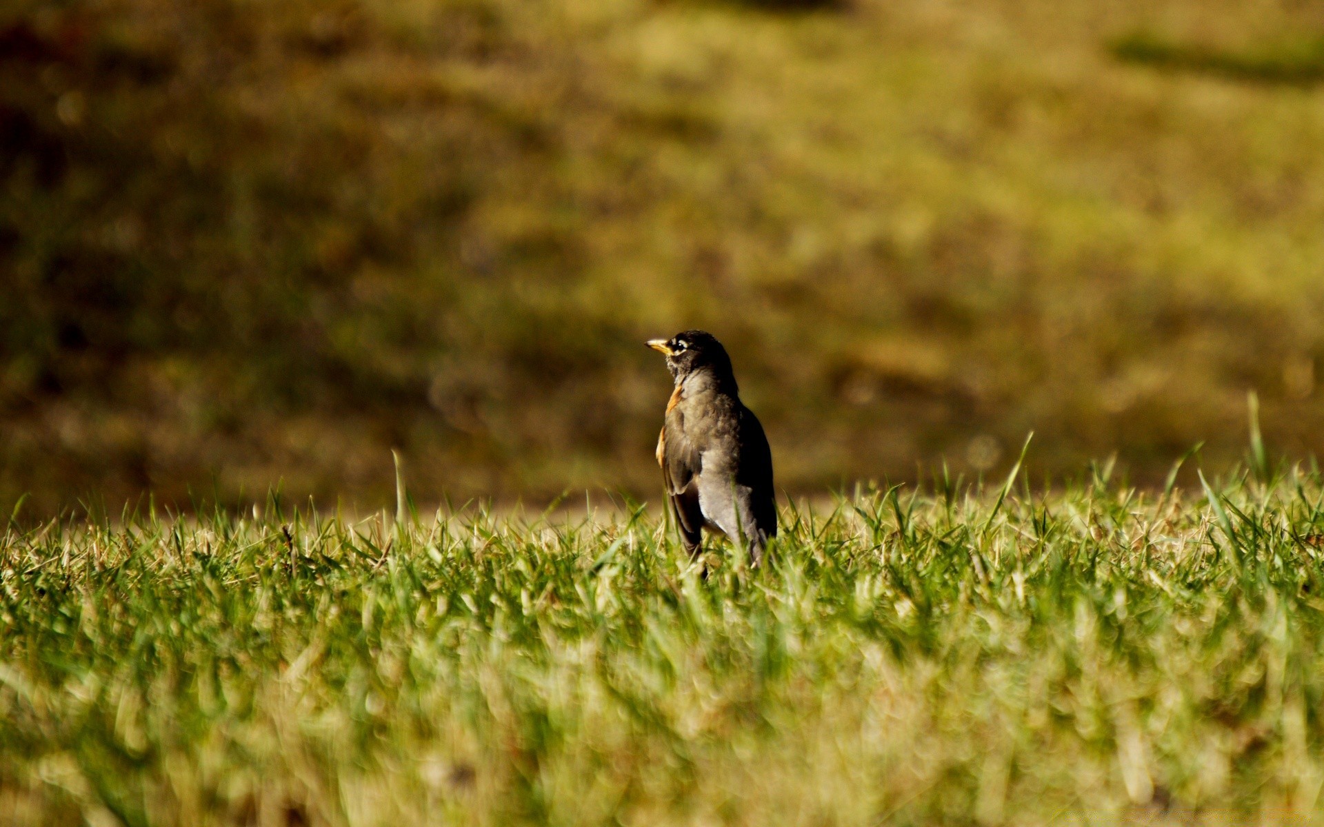 oiseaux oiseau faune nature herbe animal en plein air sauvage plume