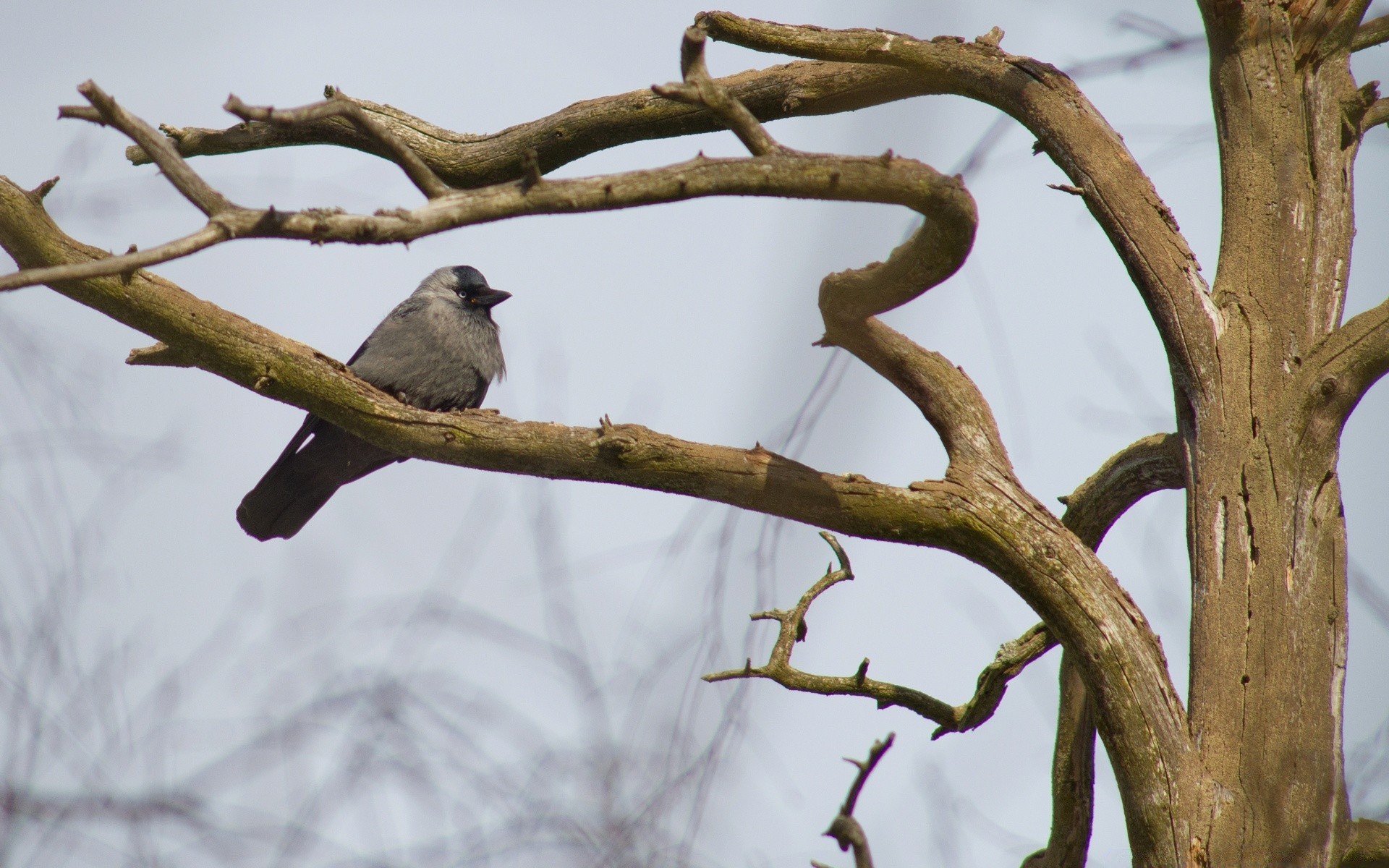 ptaki bird wood wildlife outdoor nature winter wood daylight animal park environment one songwriter nest