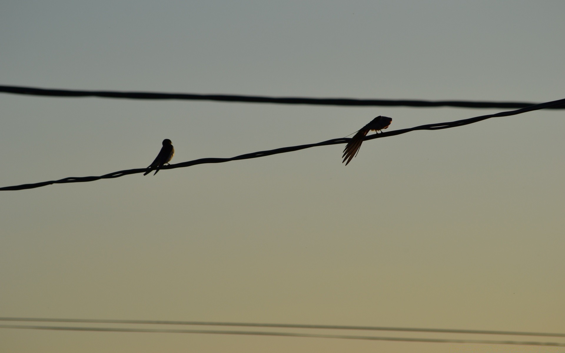 uccelli uccello volo cielo fauna selvatica filo tramonto paesaggio natura animale piccione all aperto luce