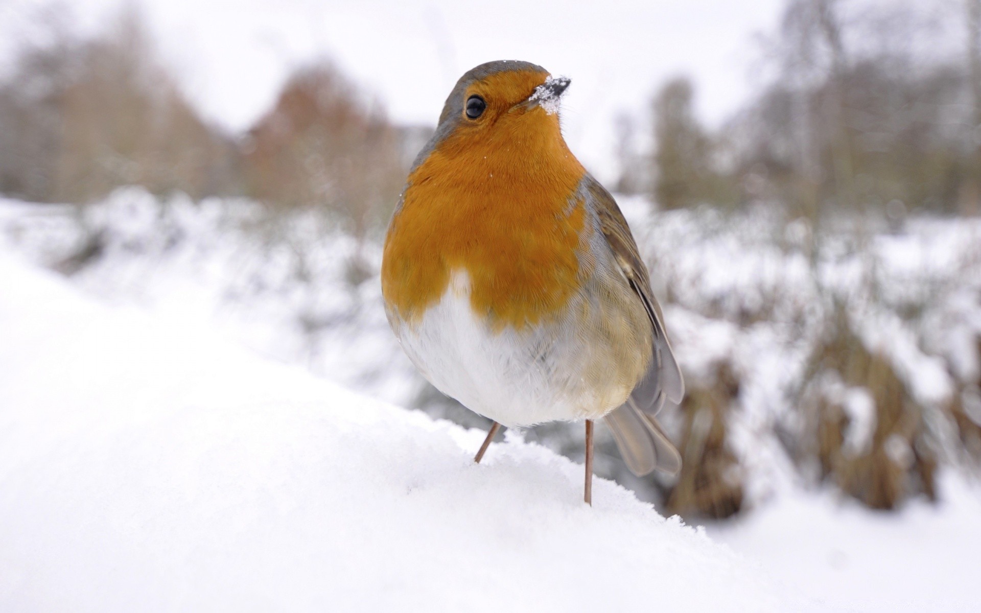 aves invierno nieve frío aves vida silvestre escarcha al aire libre naturaleza árbol congelado hielo