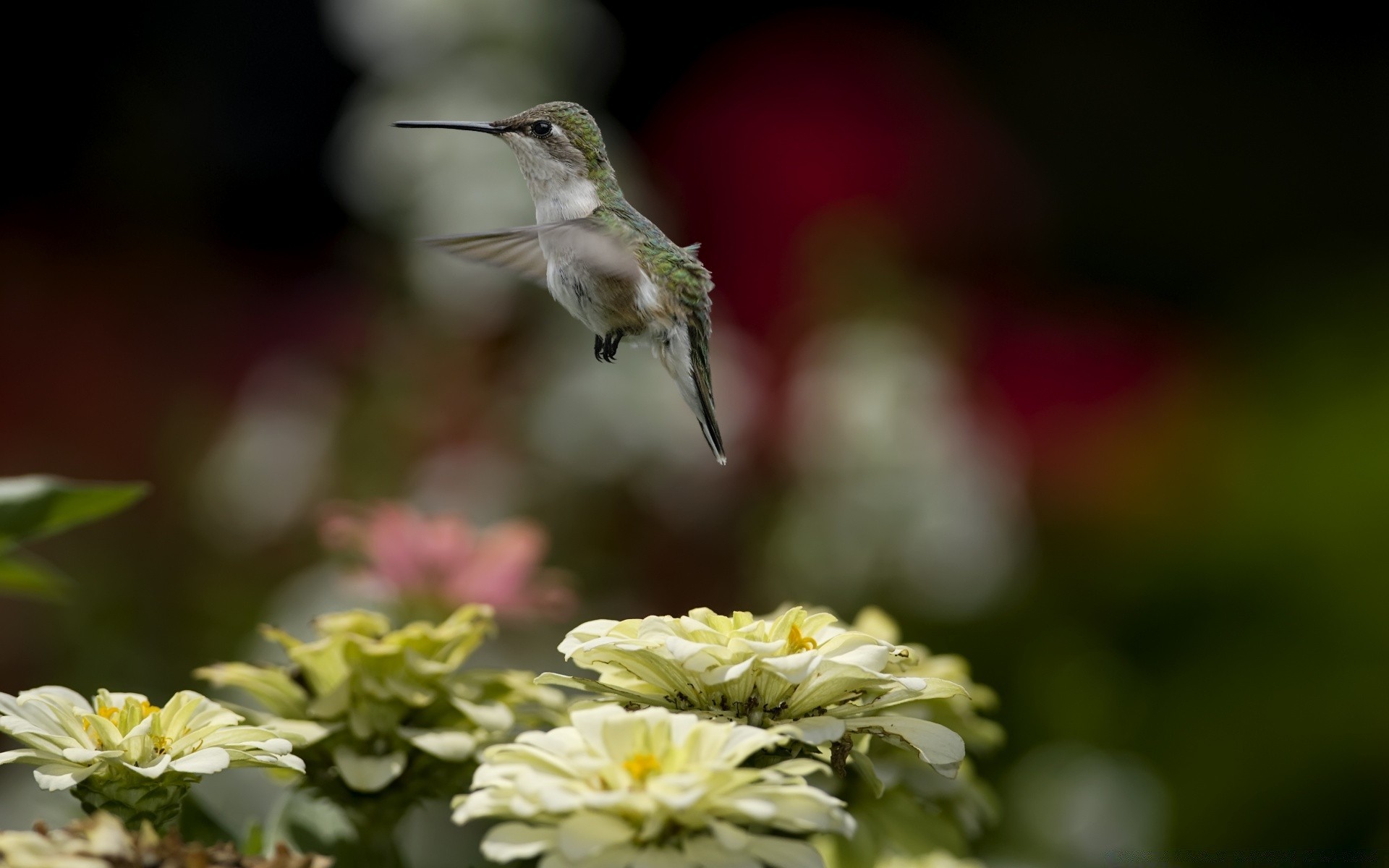 oiseaux fleur nature feuille à l extérieur jardin flou été flore