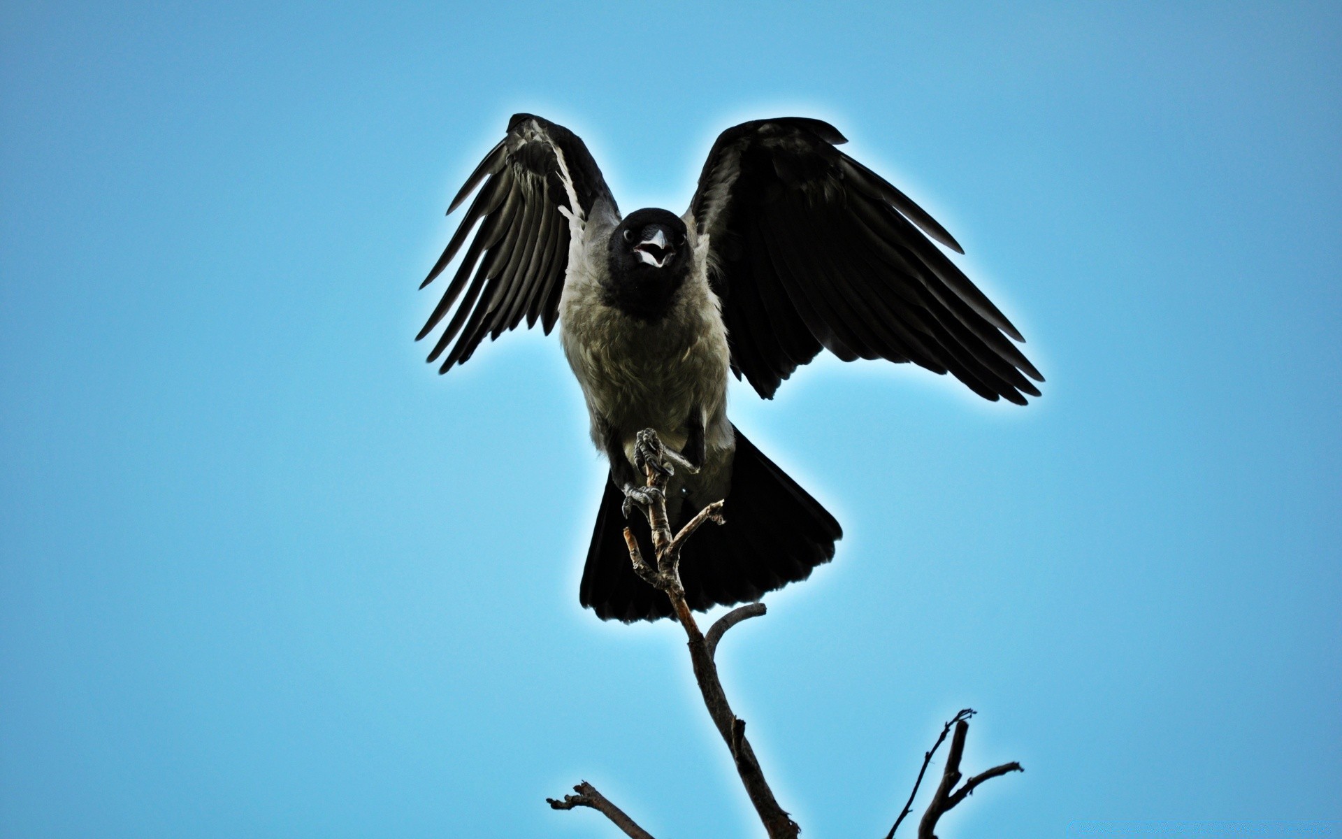 aquila uccello della fauna selvatica cielo natura all aperto raptor ala animale volo corvo piuma becco volare luce del giorno singolo aereo