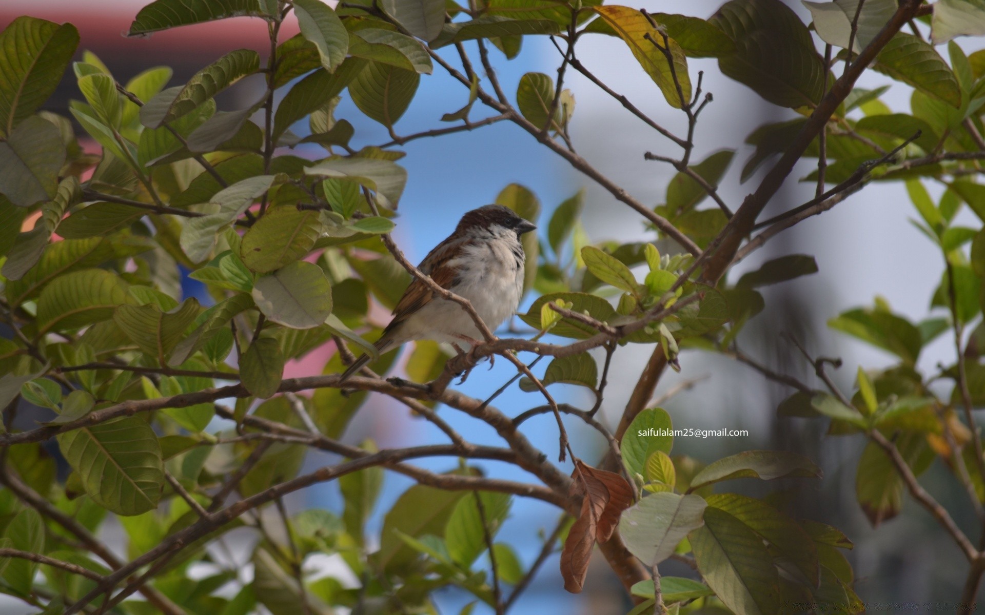 aves pájaro árbol naturaleza vida silvestre al aire libre hoja salvaje rama jardín animal color pequeño medio ambiente cantor solo aviano