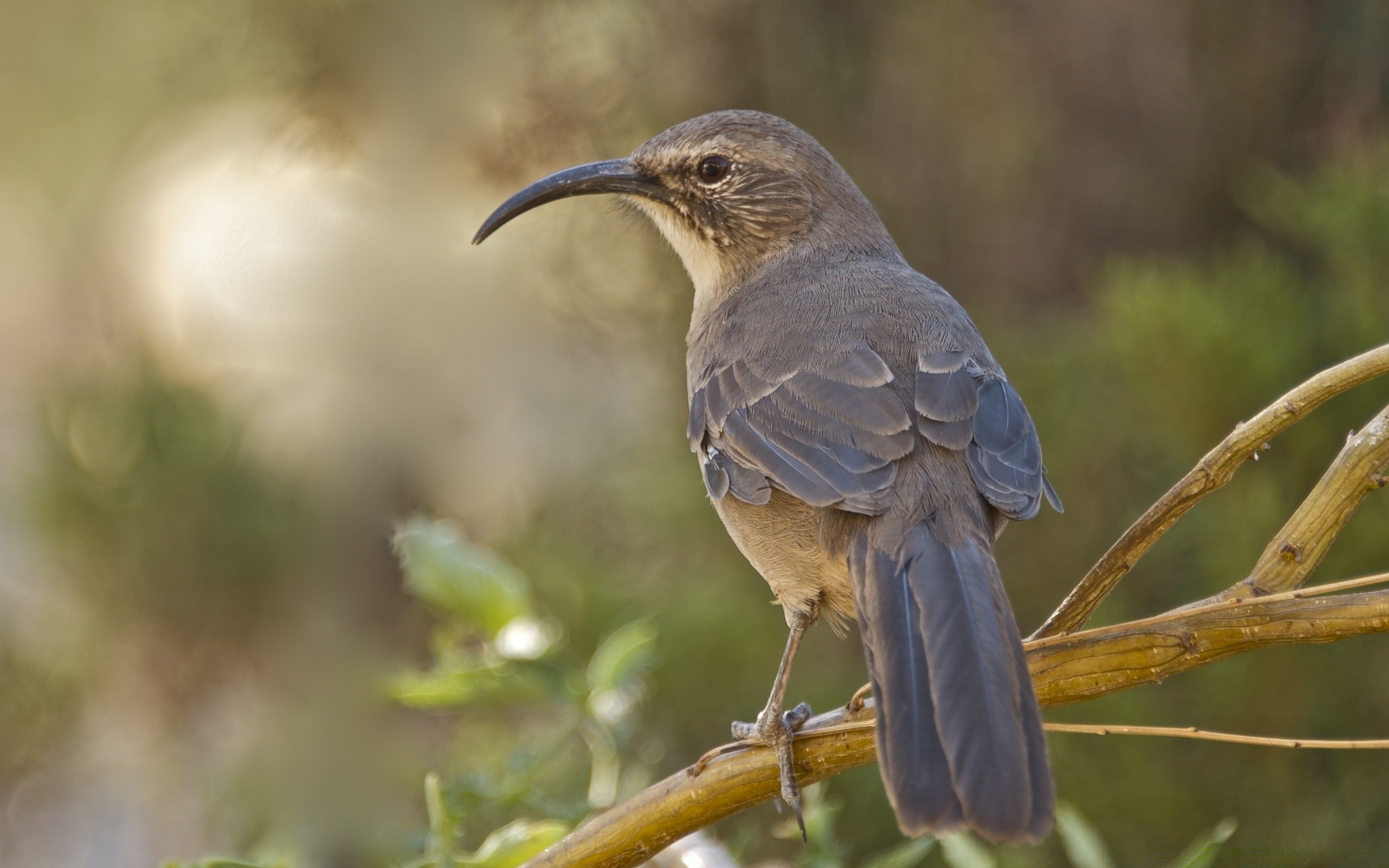 aves vida selvagem pássaro natureza selvagem animal ao ar livre avian asa