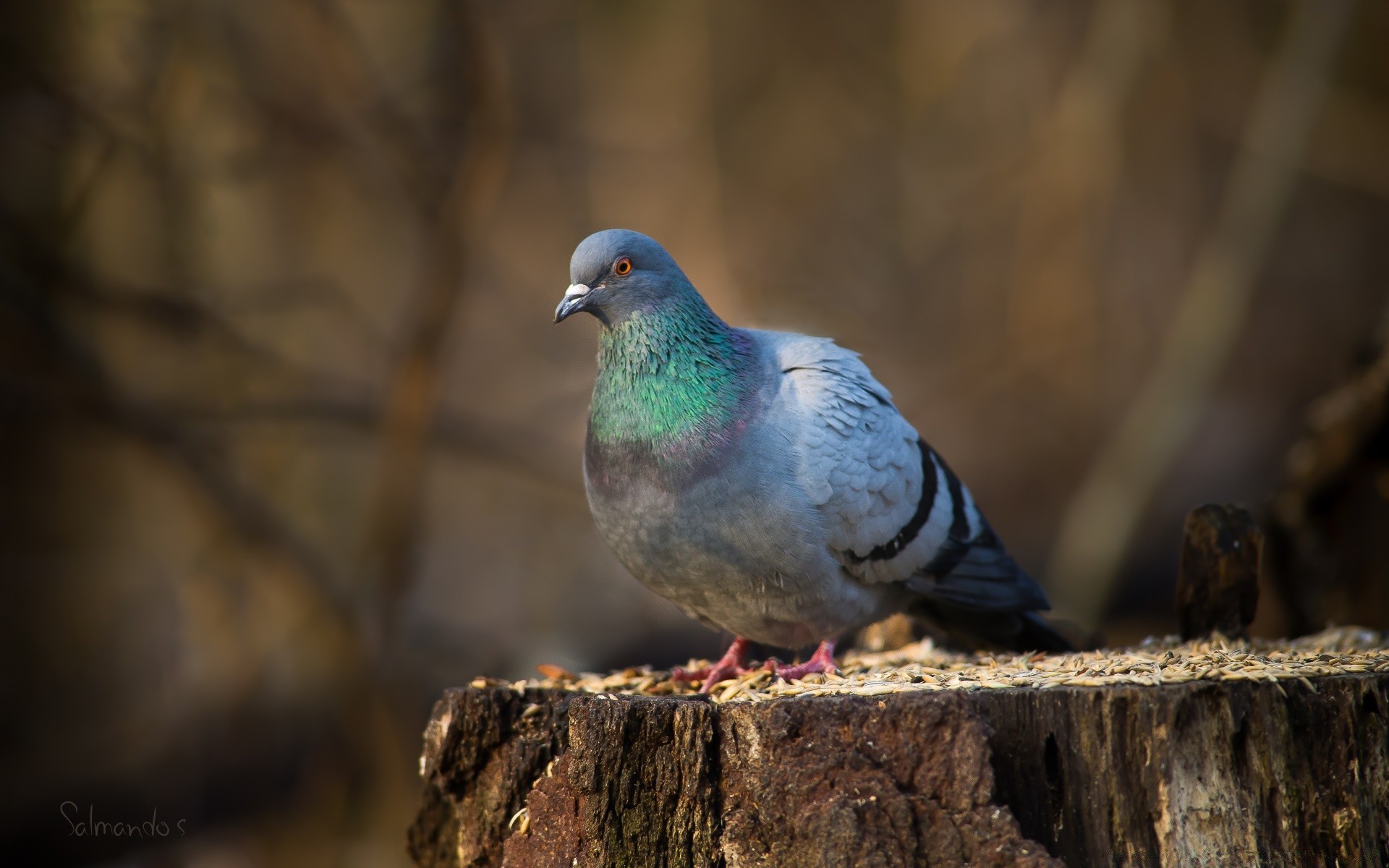 dove bird nature wildlife pigeon wild animal outdoors