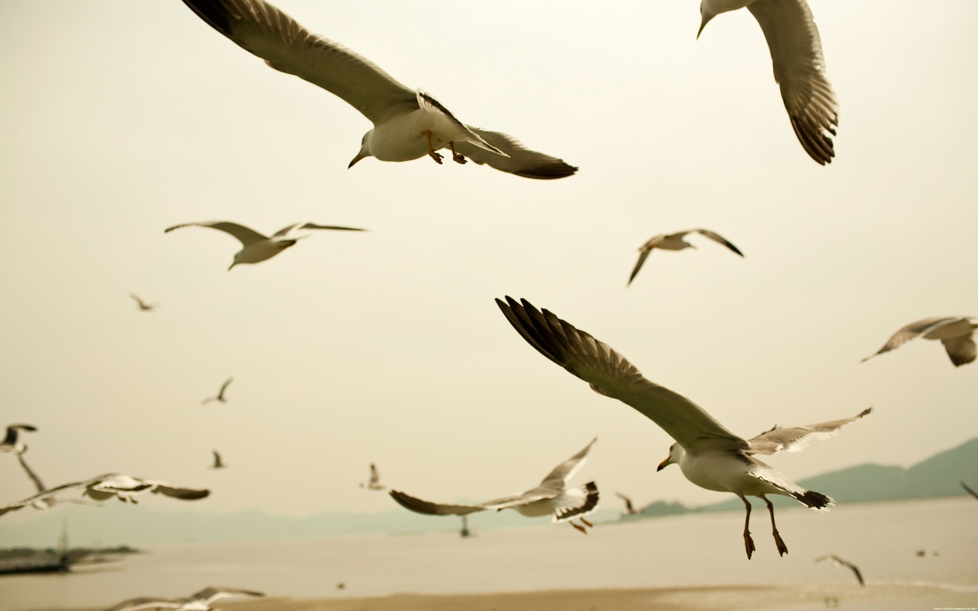 mewa ptak mewy wildlife lot natura latać woda morze ocean zwierzę plaża gęś jałowe na zewnątrz ptactwo wodne wolność migracja niebo ptaki