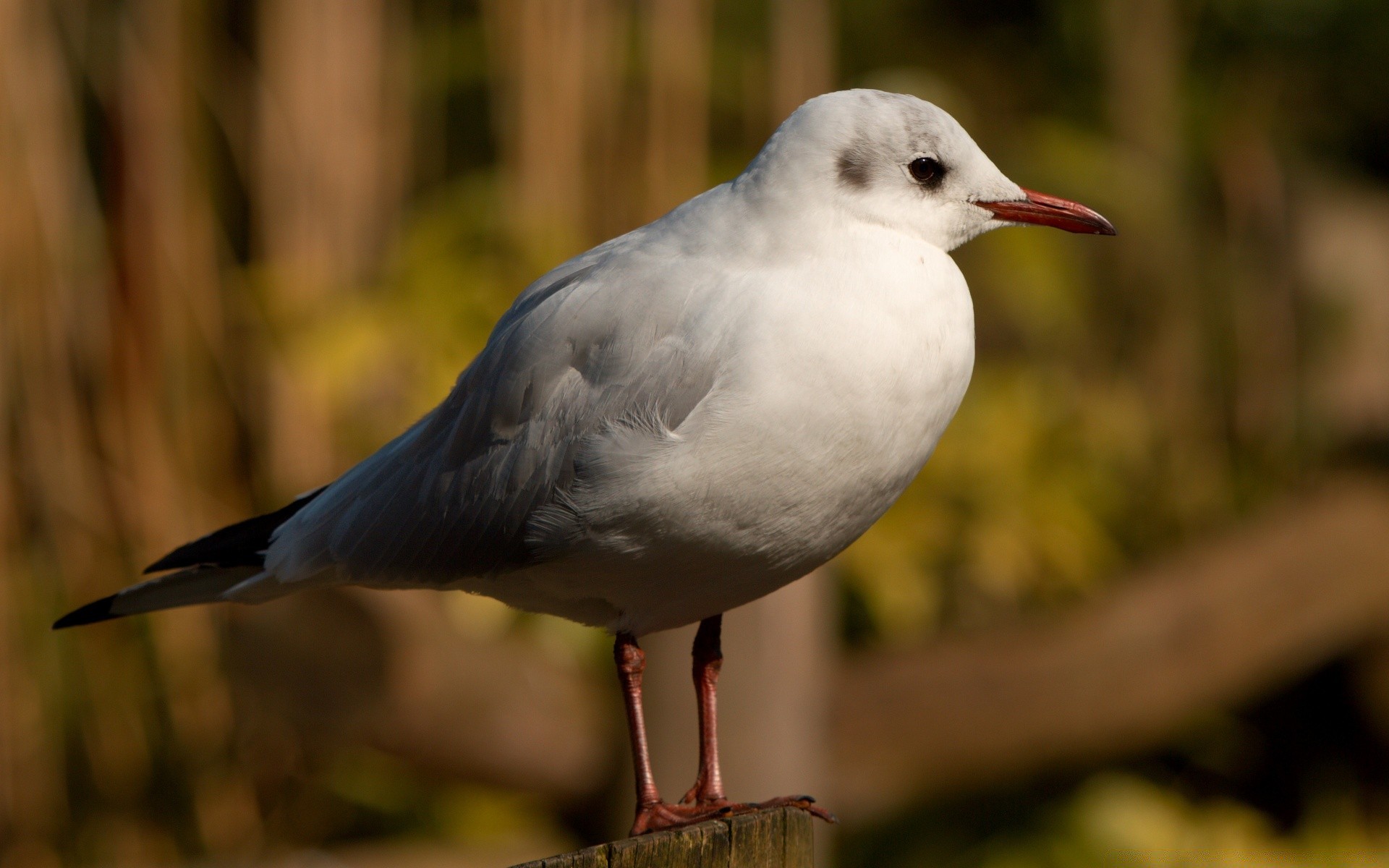 gaviota pájaro vida silvestre animal naturaleza salvaje gaviotas pico aviano pluma vuelo volar al aire libre ala