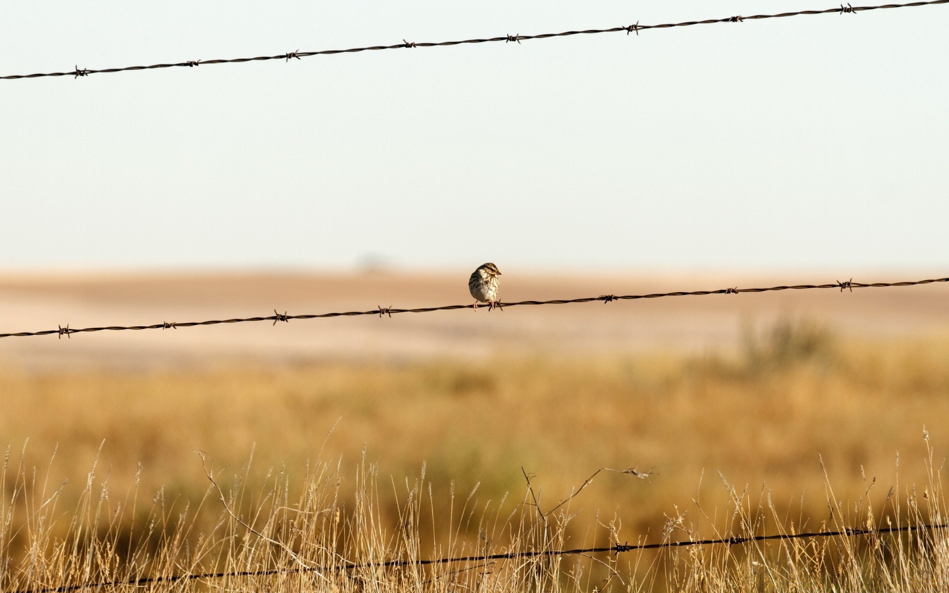 birds field barbed wire grass landscape nature wire sunset fence bird sky farm dawn color gold sun environment hayfield