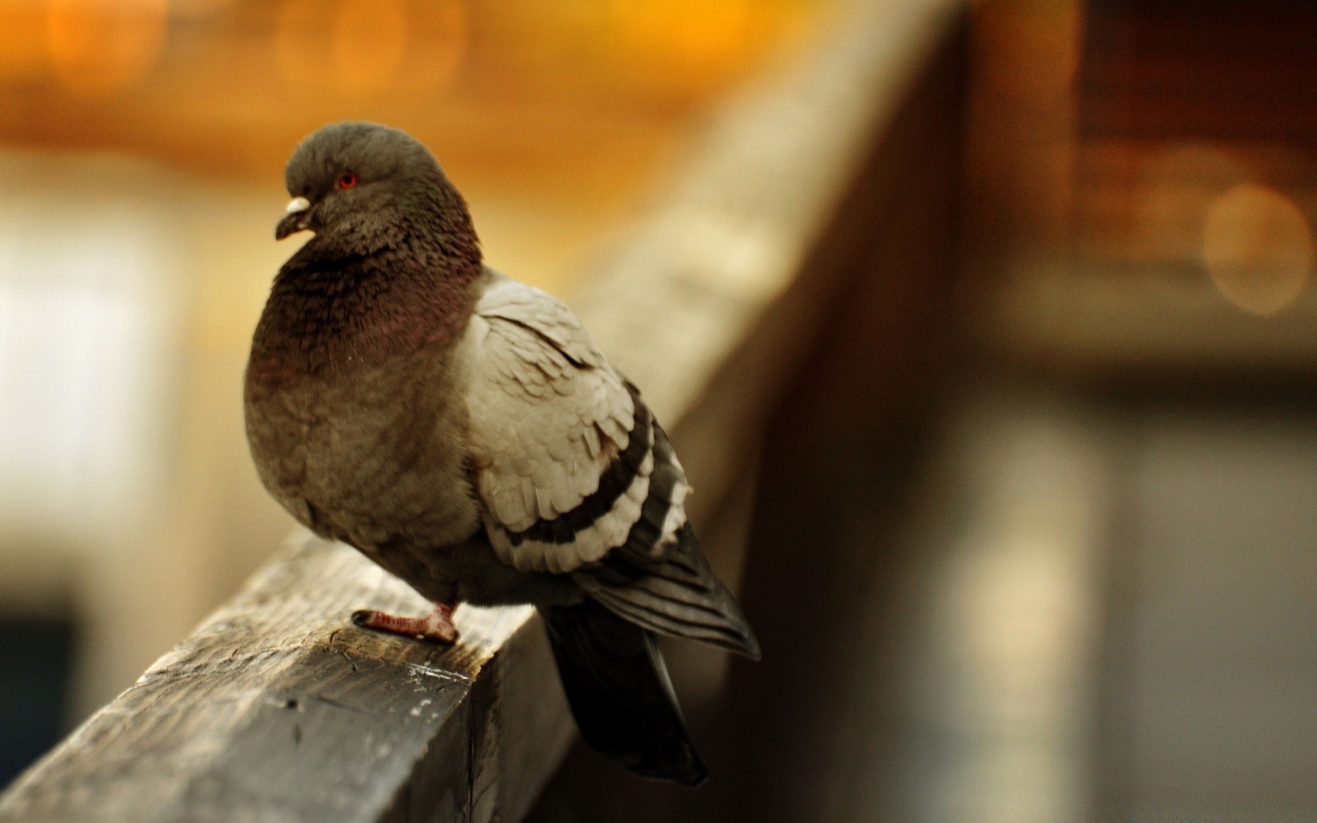 taube vogel unschärfe taube eine natur im freien tierwelt